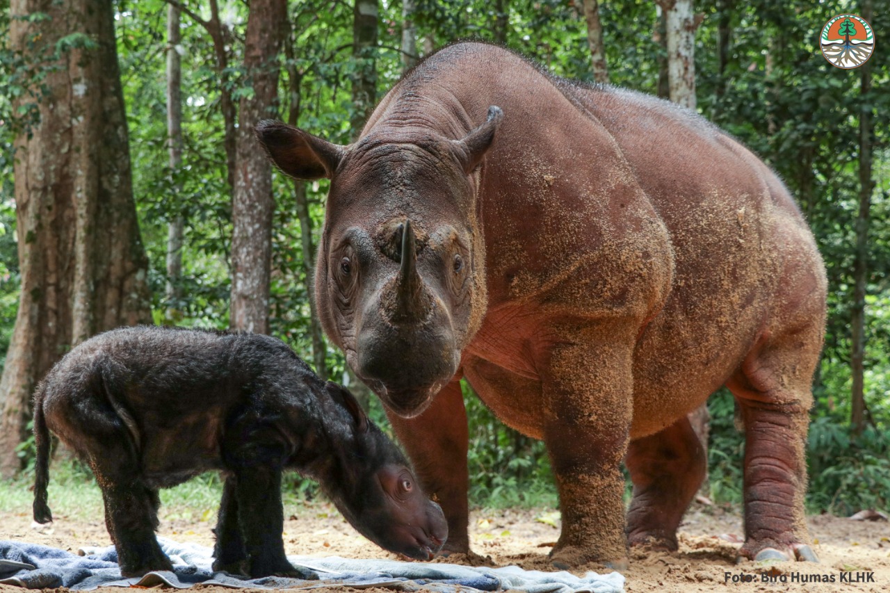  Seekor Badak sumatera lahir di Suaka Rhino Sumatera Taman Nasional Way Kambas, Lampung.