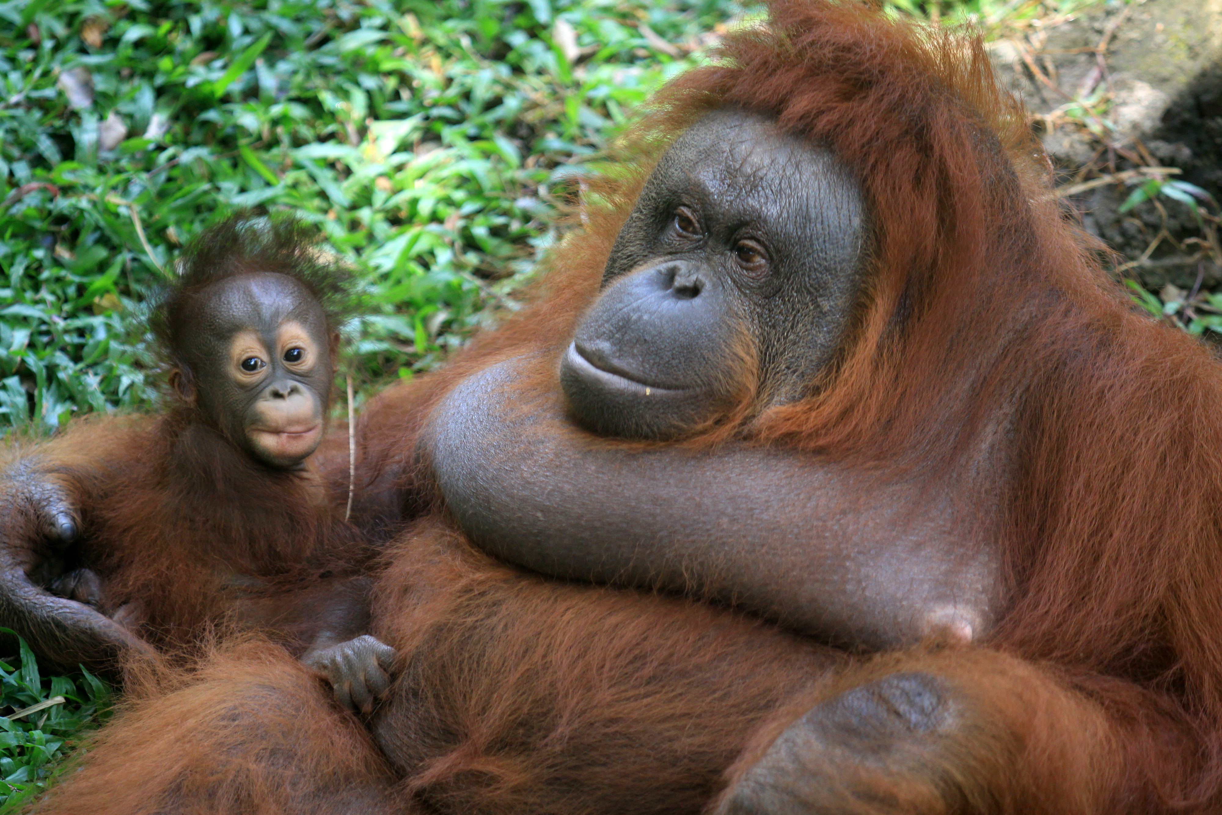 Orangutan