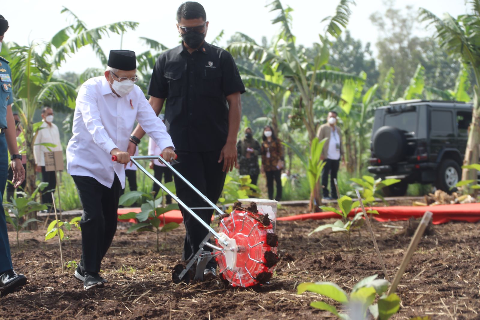 Wakil Presiden Ma'ruf Amin saat melakukan penanaman jagung dan kedelai di Purwakarta, Jawa Barat, Senin (28/3/2022).