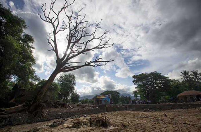 Sebuah pohon mengering di lokasi terdampak banjir bandang di Adonara Timur, Kabupaten Flores Timur, Nusa Tenggara Timur.
