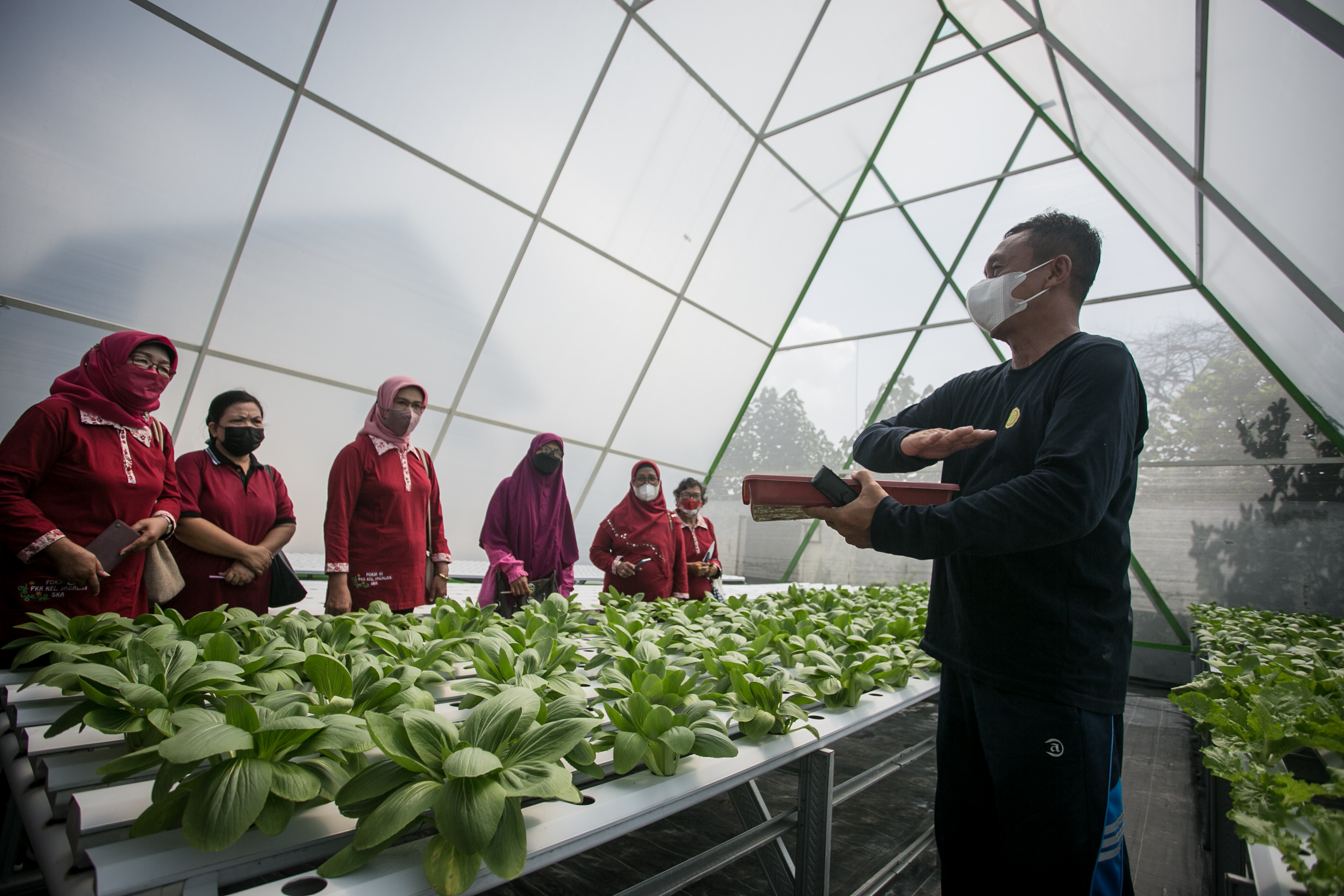 Ilustrasi ketahanan pangan