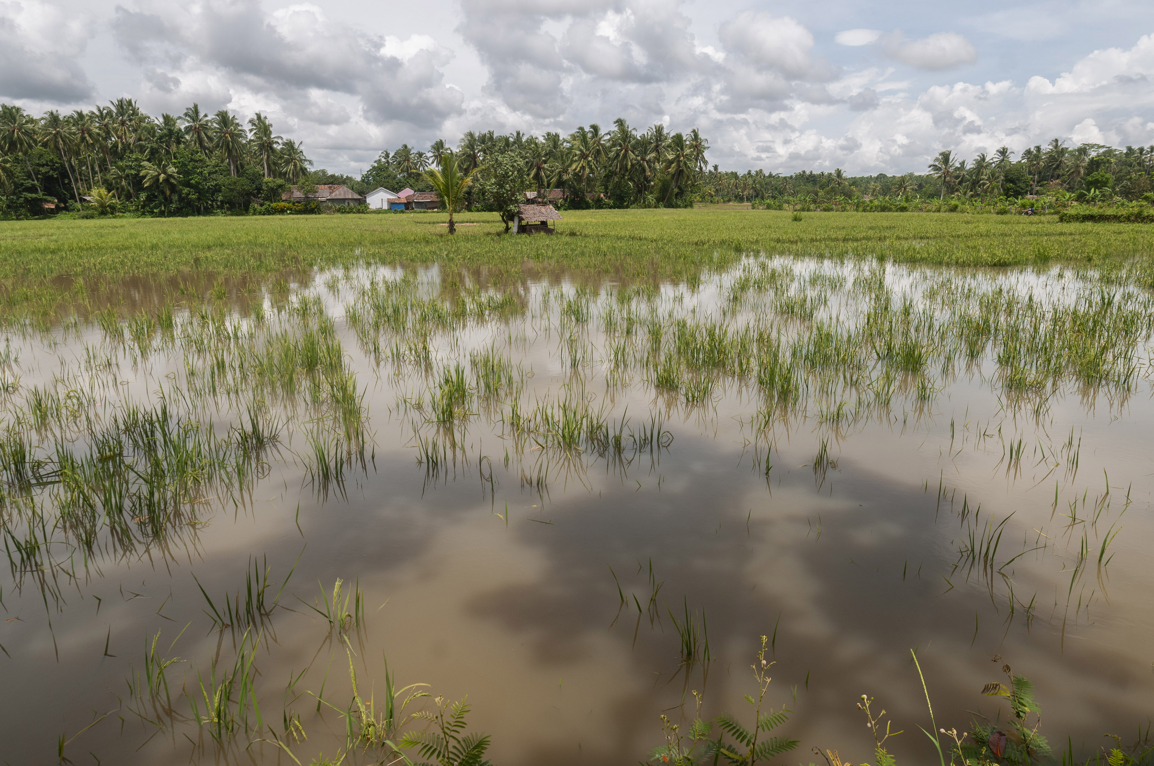 Ilustrasi kondisi sawah yang terendam banjir.