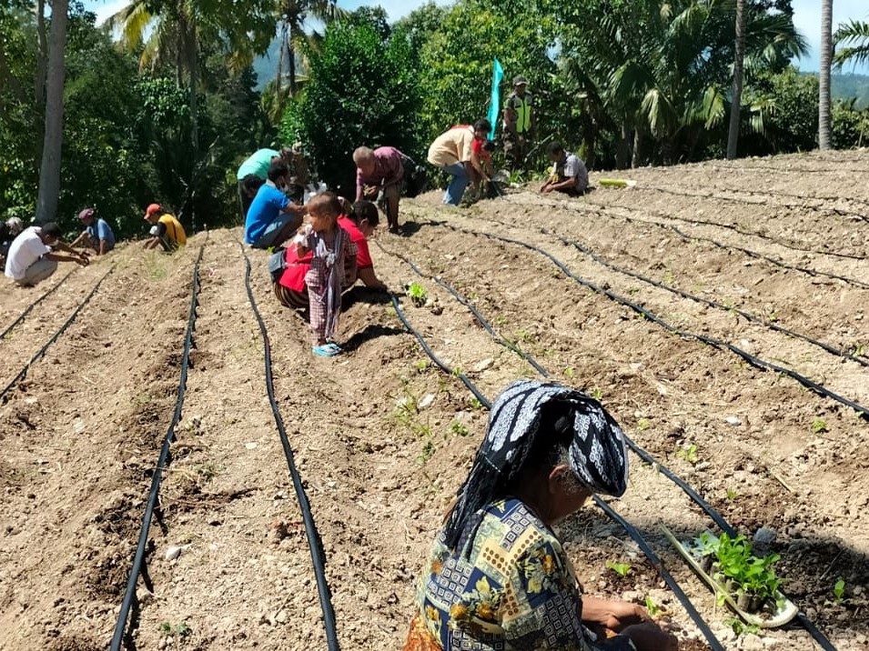 Warga Desa Pana NTT melakukan aktivitas pertanian.