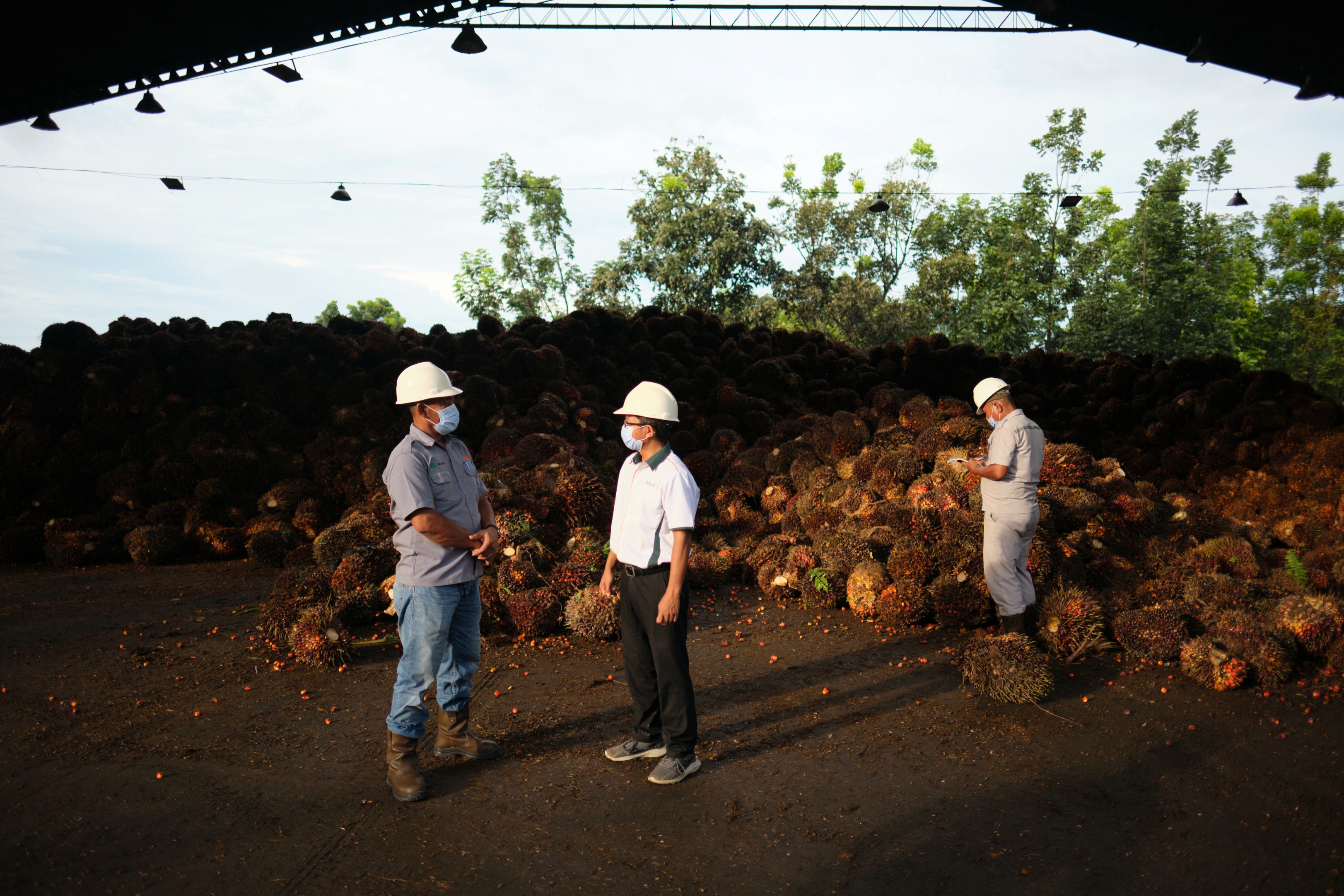 Aktivitas di perusahaan Apical dengan menerapkan program berkelanjutan. 