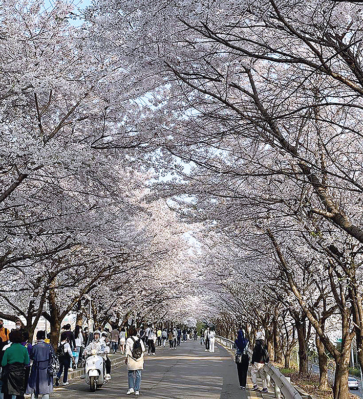 Pengunjung menikmati mekarnya bunga sakura di Anyang Stream, Seoul, Korea Selatan, kemarin.