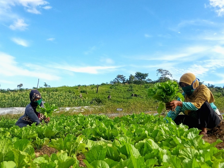 Melalui koperasi karyawan, hasil panen petani sekitar kawasan hutan dapat diserap, di antaranya 137.650 kg beras dan 6.843 kg sayuran.