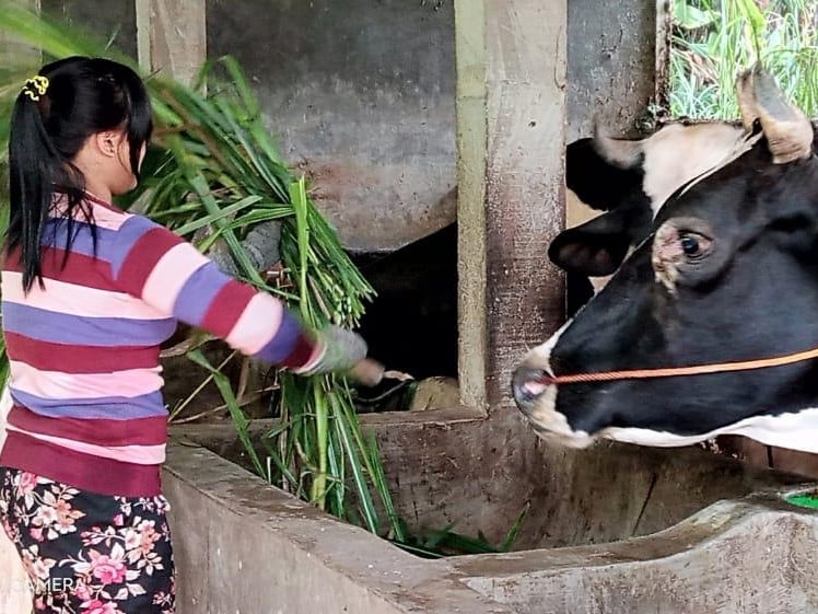 Mayoritas peternak sapi saat ini masih didominasi oleh laki-laki dengan usia di atas 50 tahun.