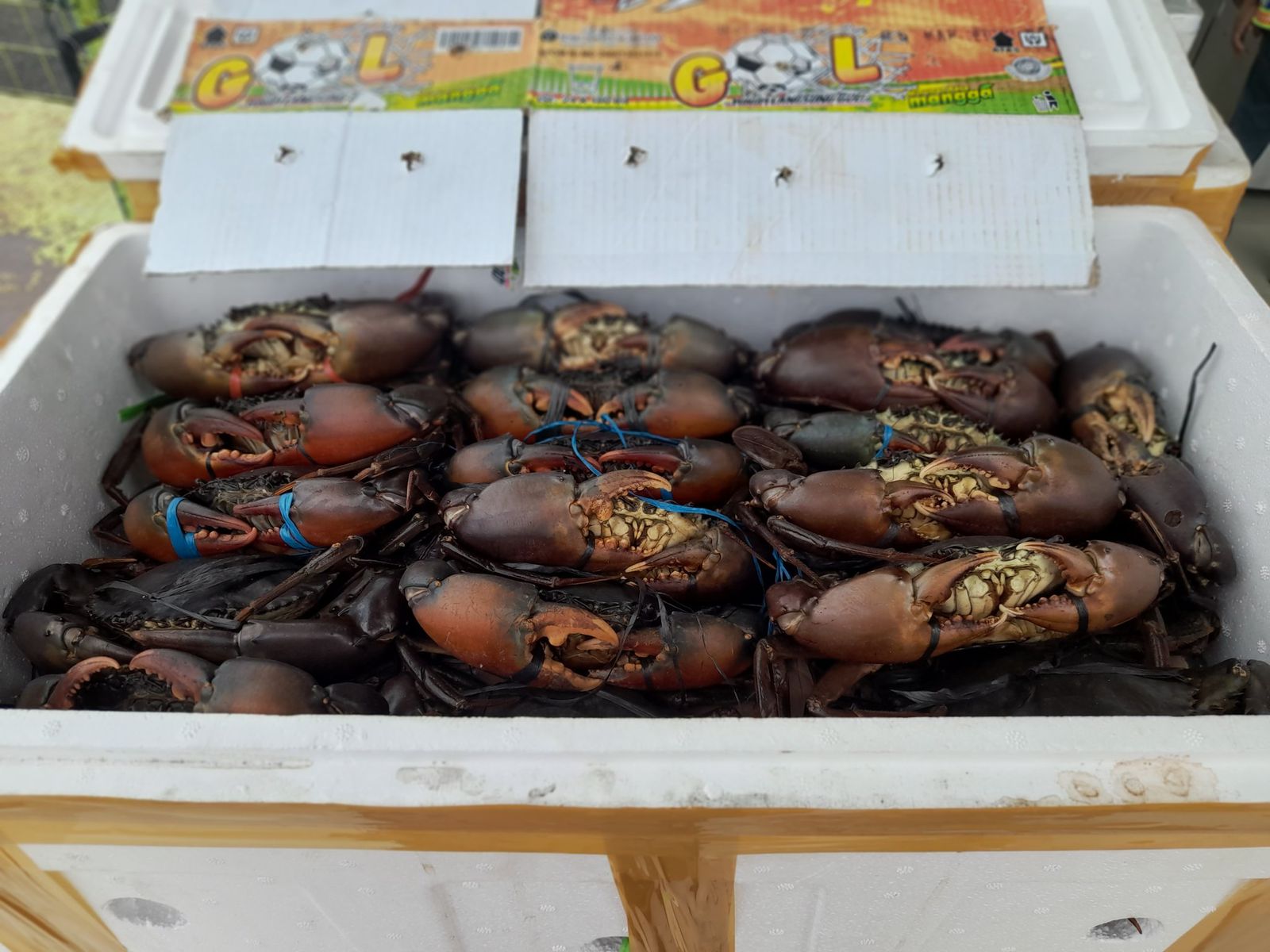 Kepiting bakau hidup yang akan di ekspor ke SIngapura dari ternate