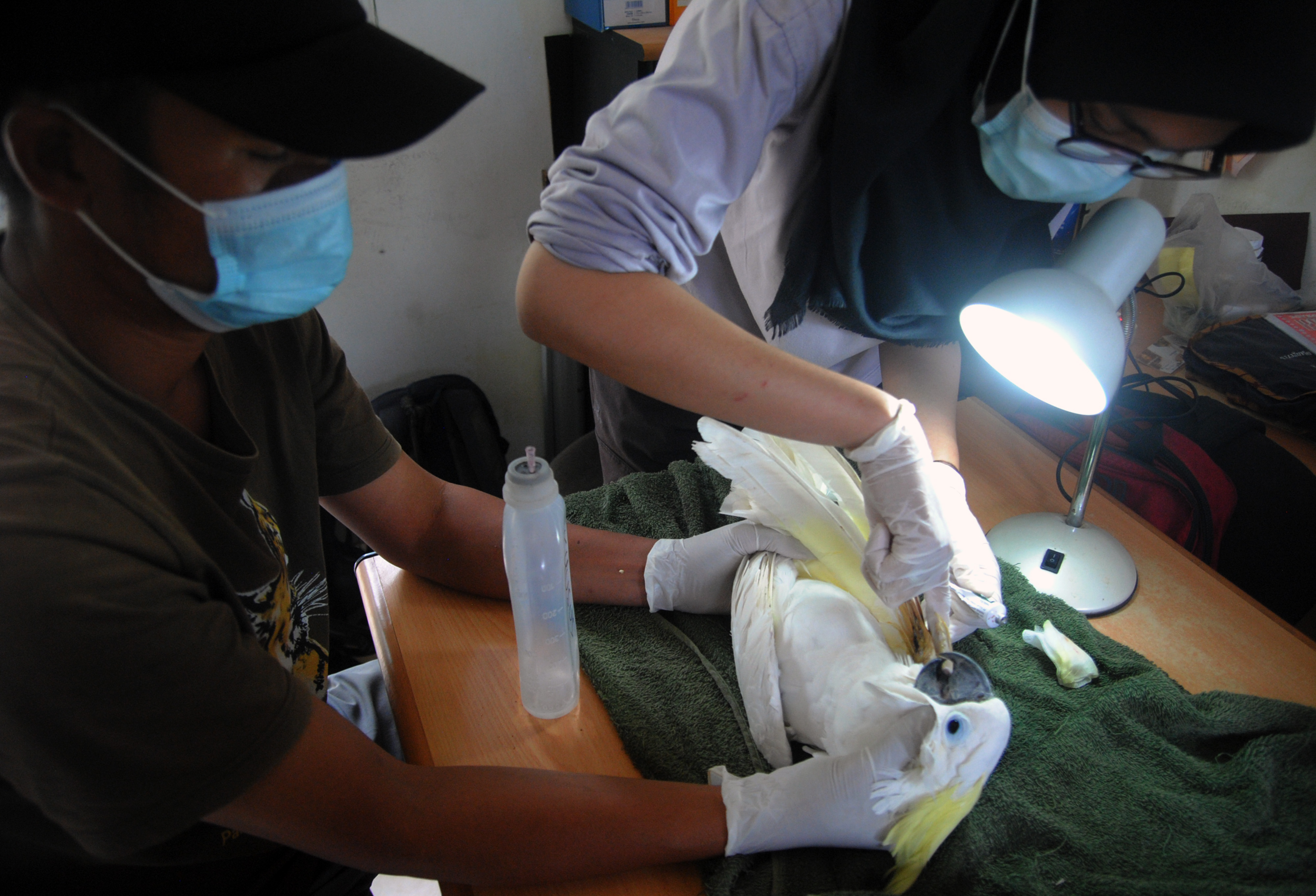 Dokter hewan mengobati Kakatua jambul Kuning yang masuk dalam kategori satwa dilindungi