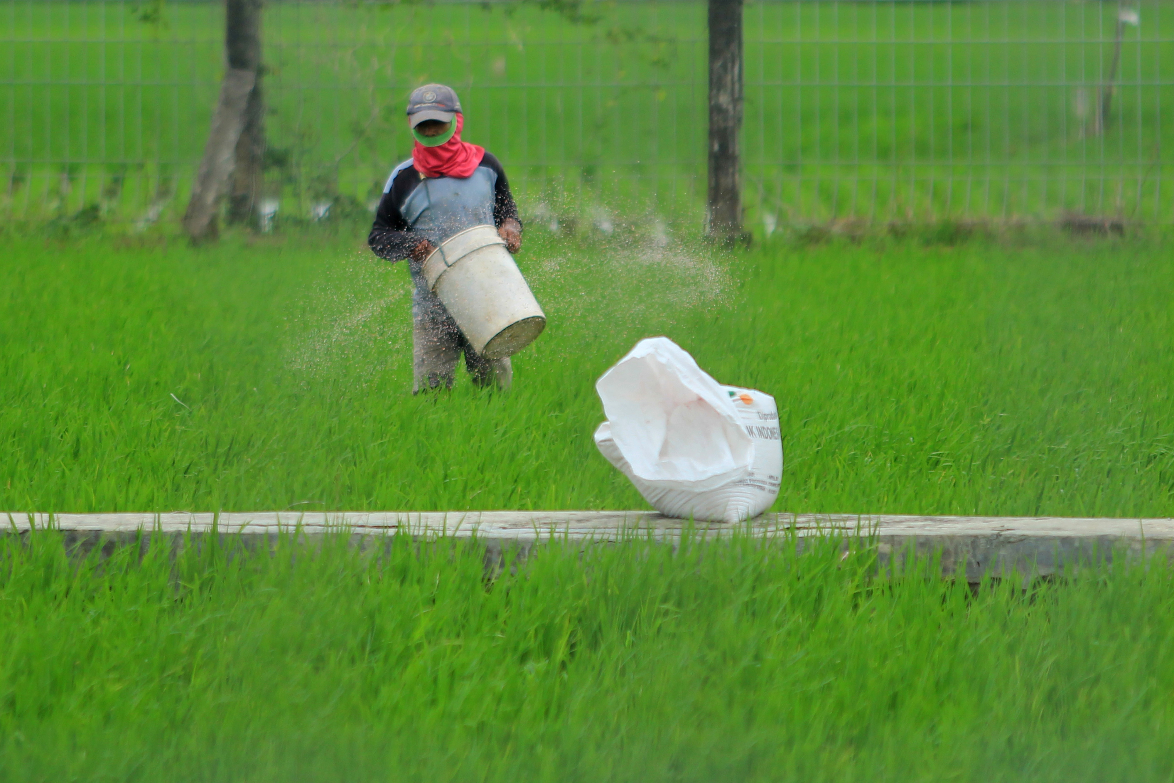 Petani menebar pupuk di areal sawah desa Brondong, Kecamatan Pasekan, Indramayu, Jawa Barat.
