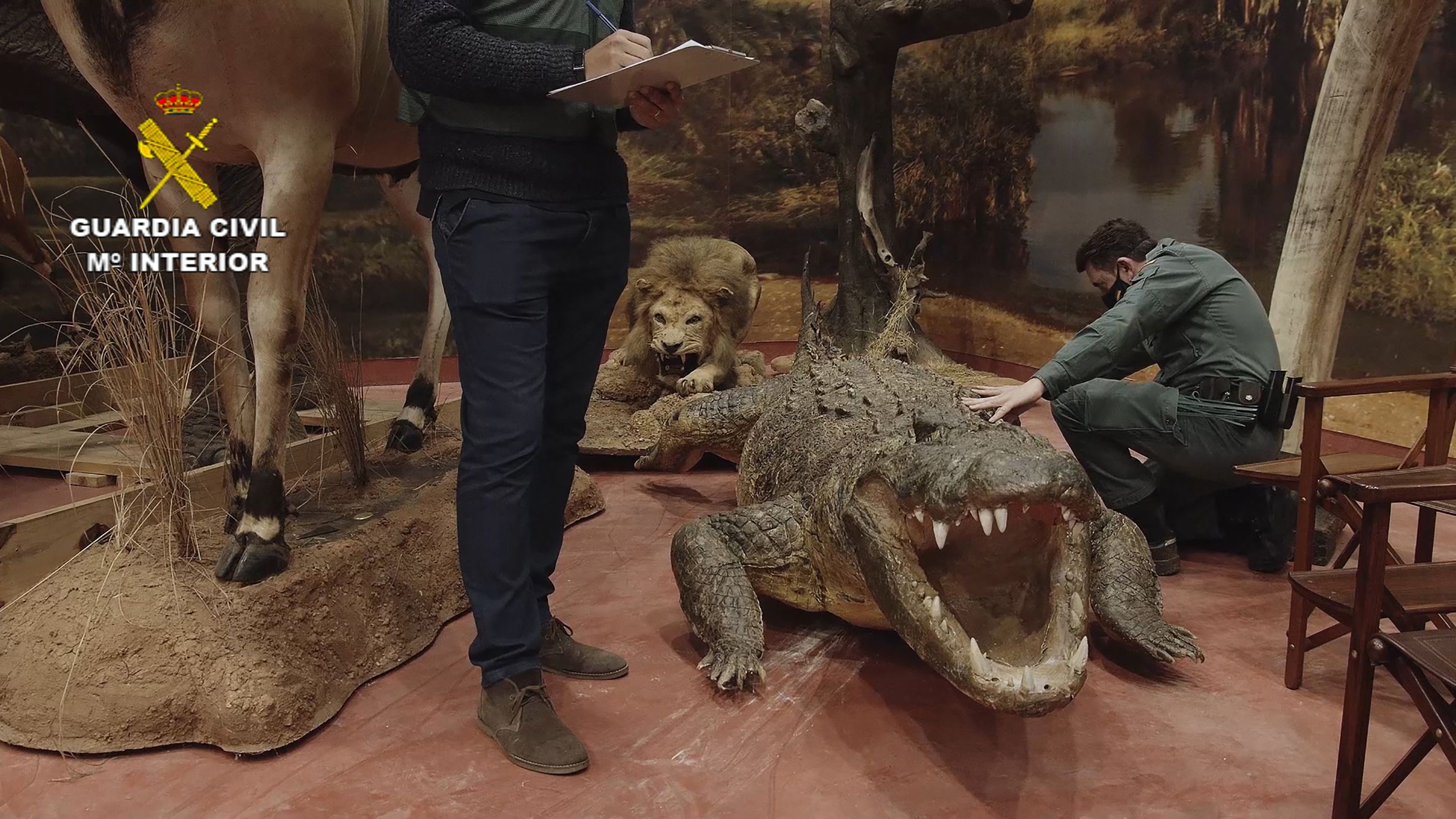 Buaya raksasa diawetkan yang disita