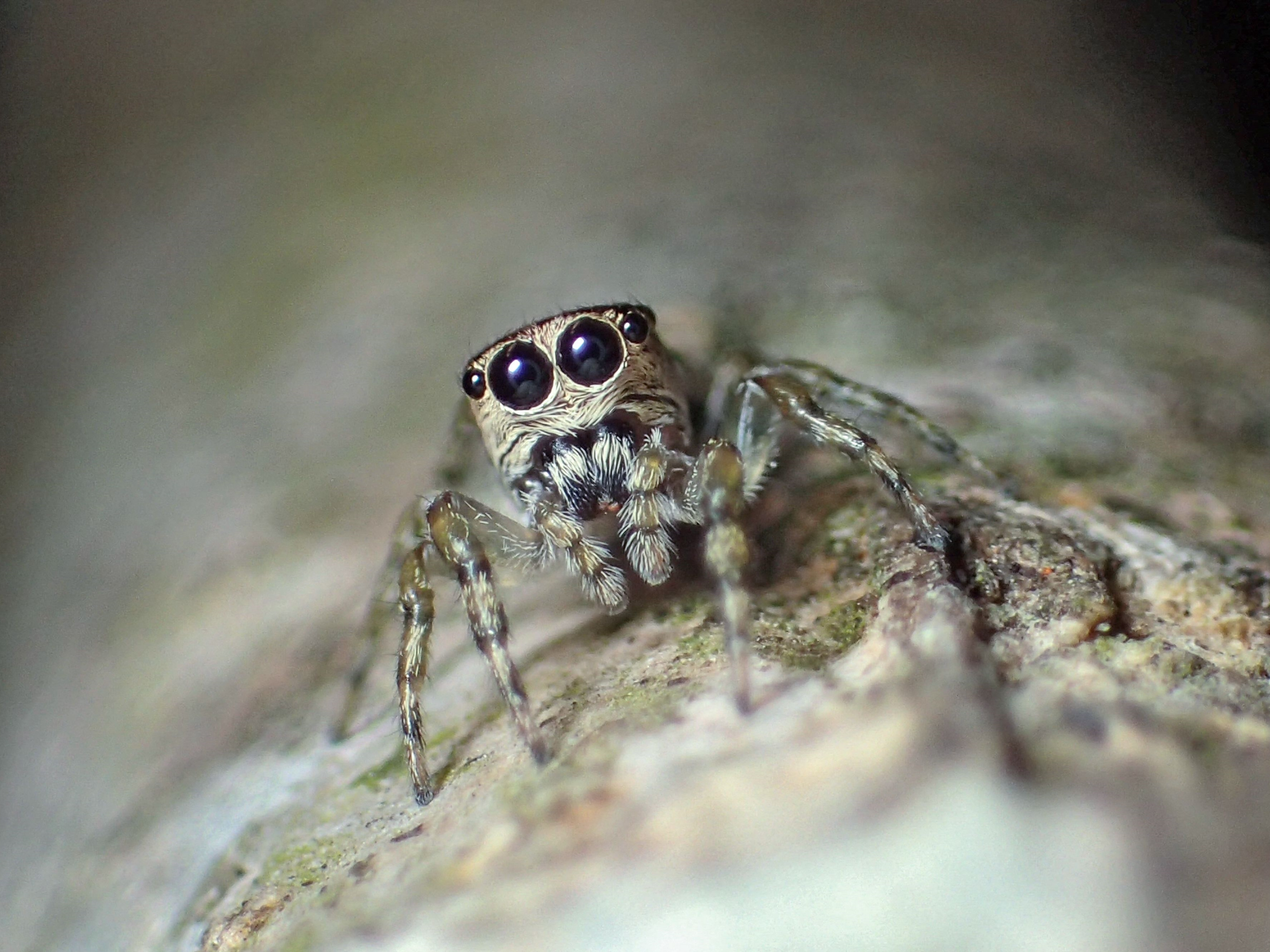 Seekor Guriurius Minuano betina, laba-laba ke-50.000 yang terdaftar di Katalog Laba-laba Dunia, Museum Sejarah Alam Bern.