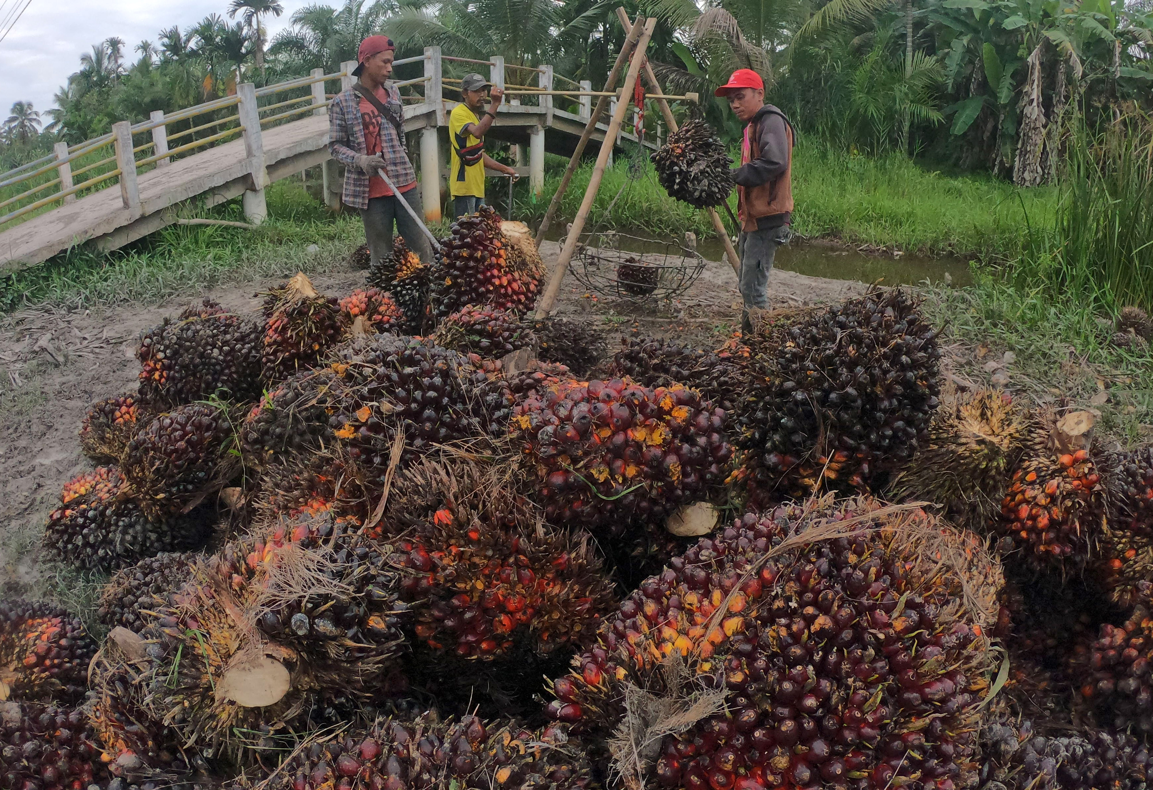 Pekerja menimbang tandan buah segar kelapa sawit