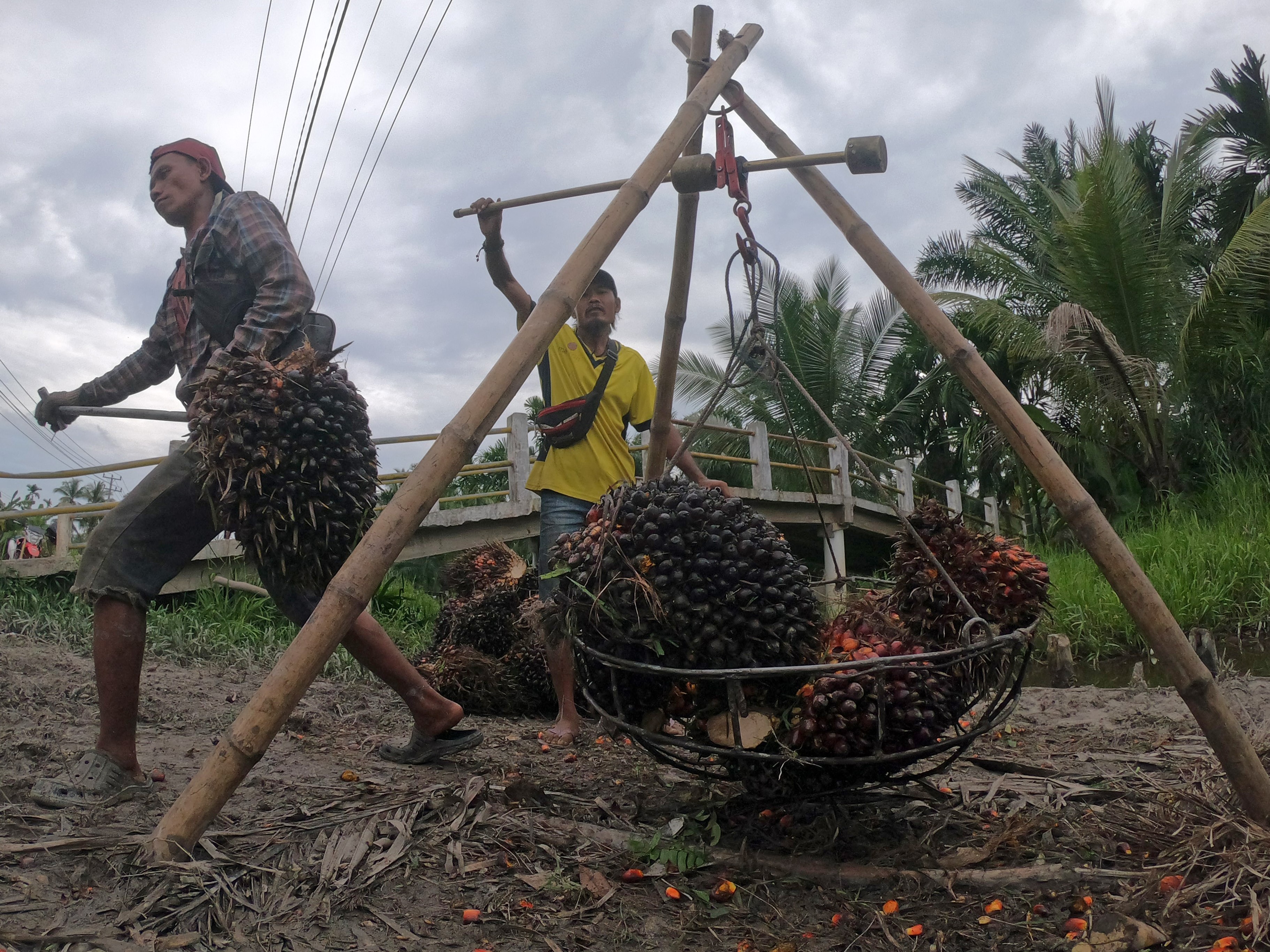  Pekerja menimbang tandan buah segar (TBS) kelapa sawit di Bram Itam, Tanjungjabung Barat, Jambi, Selasa (15/3/2022).