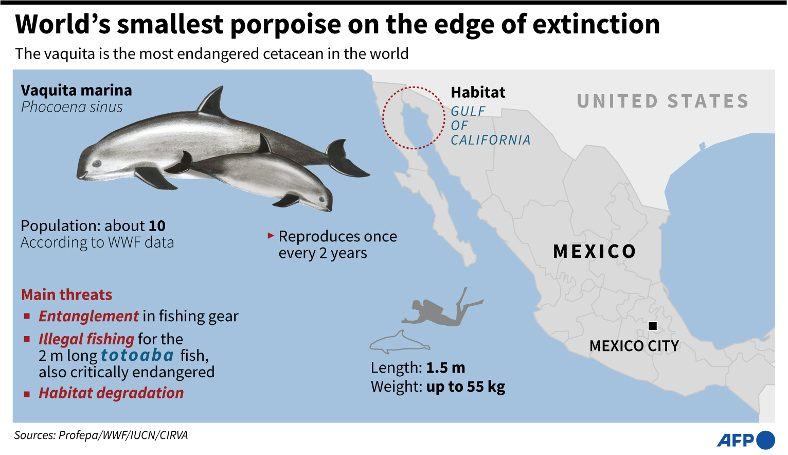 Strategi Meksiko Selamatkan Lumba-Lumba Vaquita yang Hampir Punah