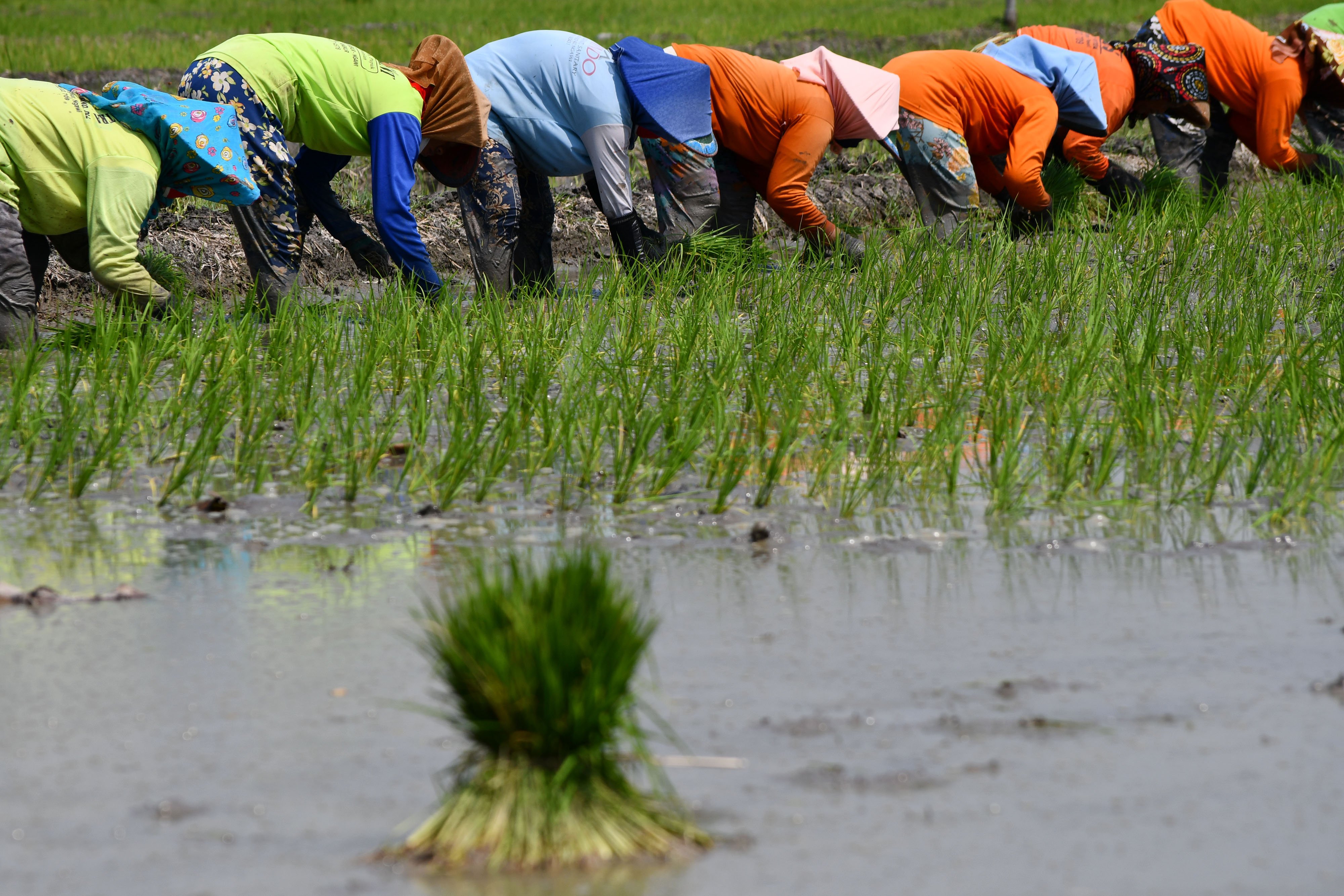  Petani menanam bibit padi di Sidomulyo, Sawahan, Kabupaten Madiun, Jawa Timur.