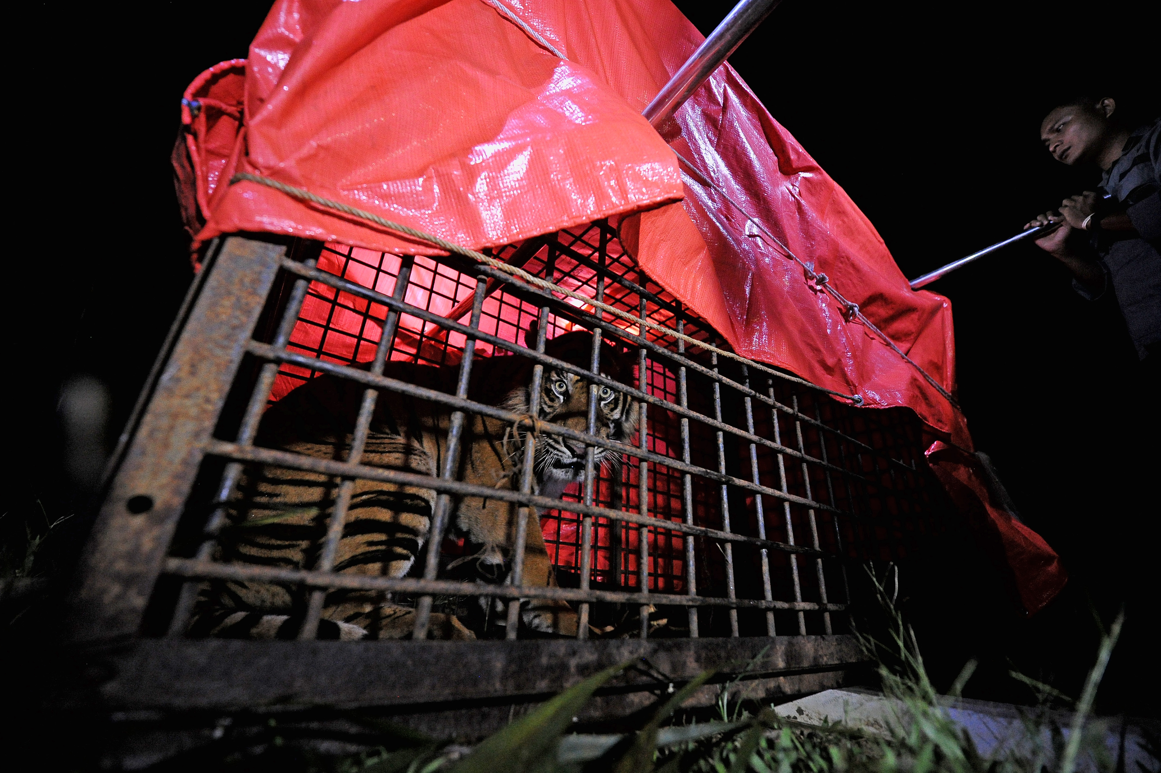 Petugas memeriksa kondisi harimau Sumatera (Panthera tigris sumatrae) jantan korban konflik sebelum dipindahkan ke dalam kandang perawatan B
