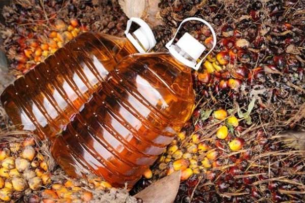 Minyak Sawit Mahal, Kembali ke Minyak Kelapa