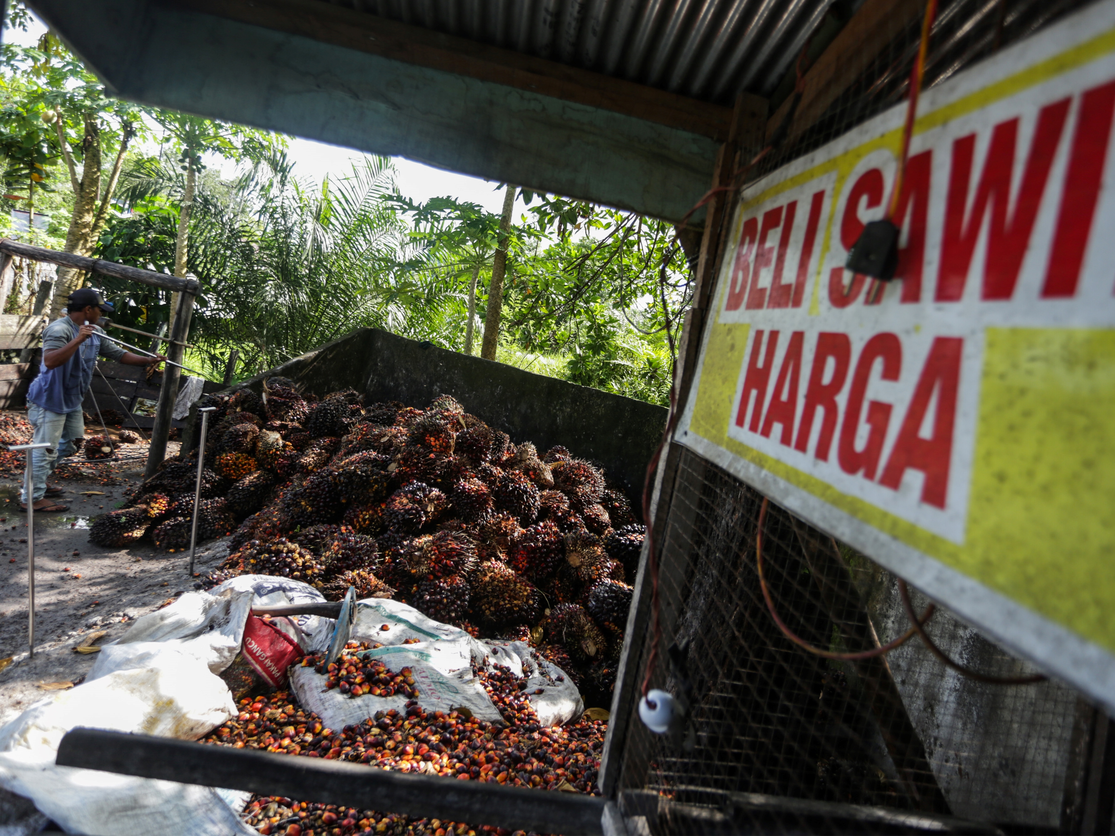 SPKS Minta Larangan Ekspor CPO Cukup Satu Minggu