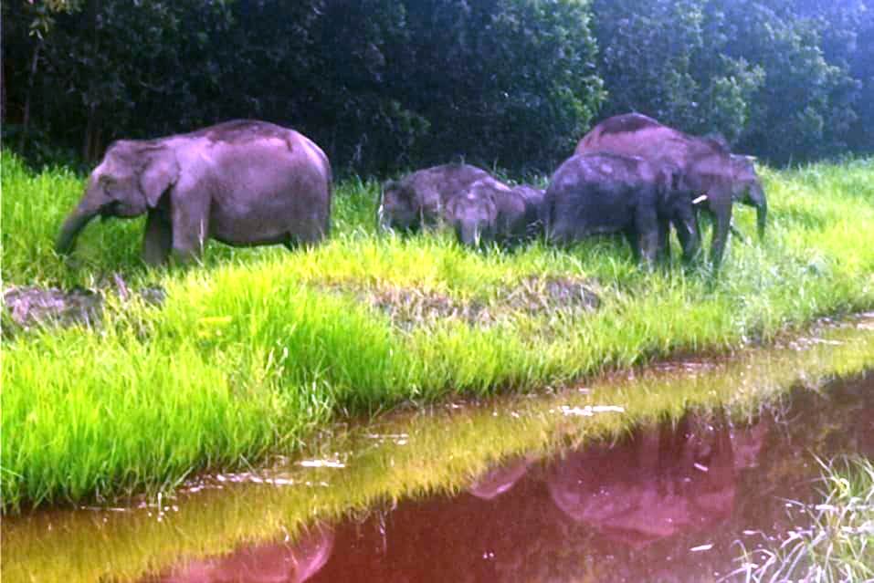 Jaga Habitat Gajah Sumatera, Dorong Penyediaan Koridor Gajah di Padang Sugihan OKI