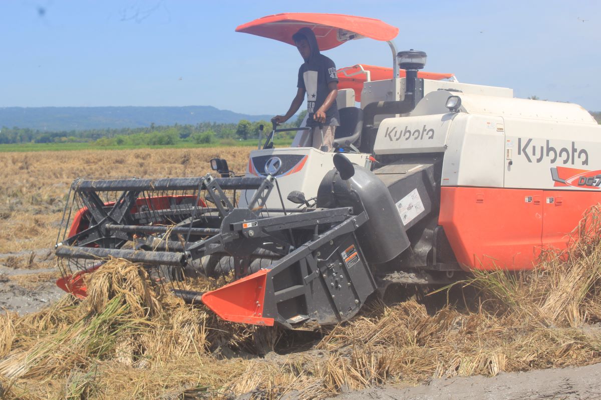 Ilustrasi panen padi