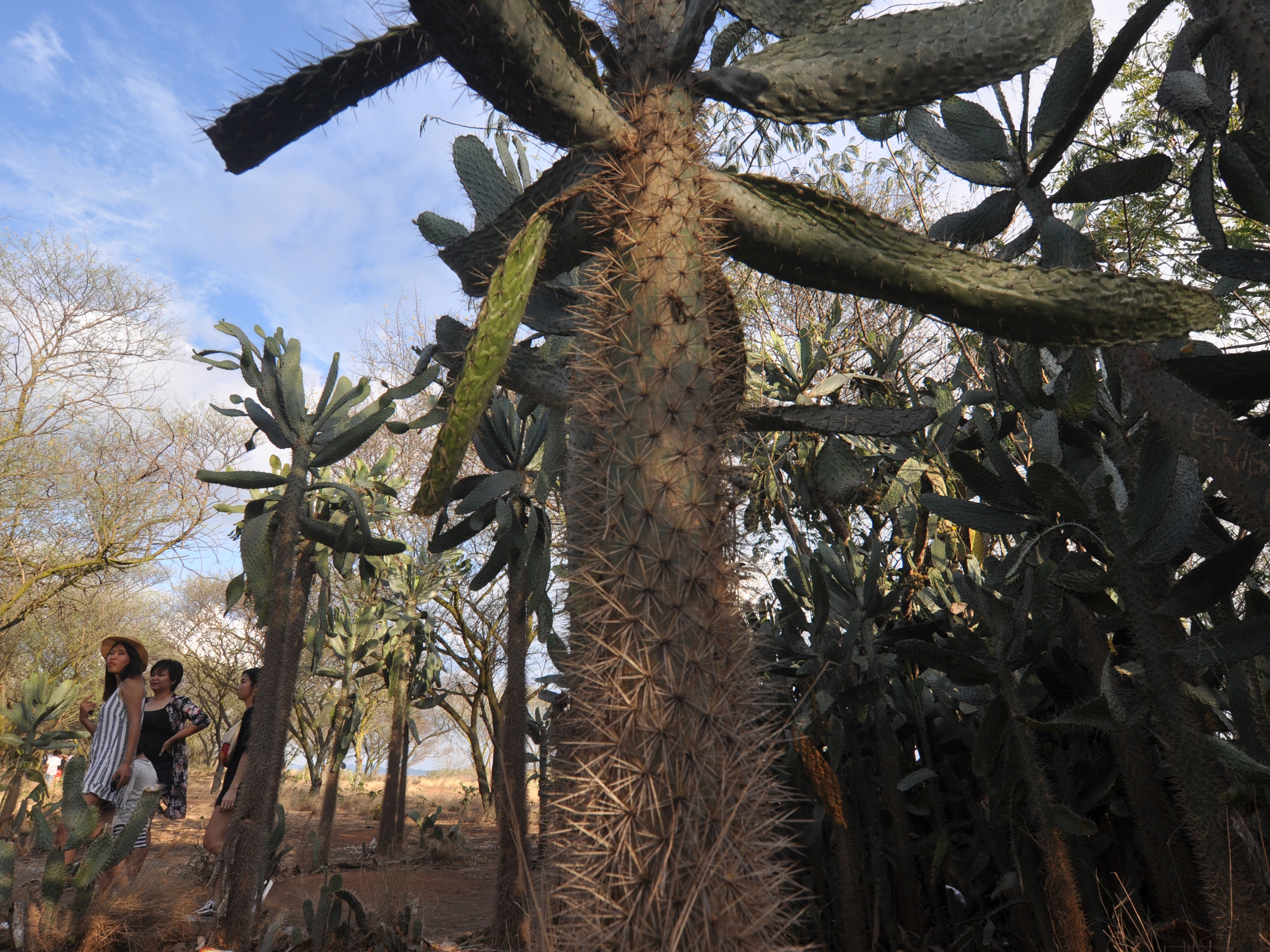 Sejumlah pengunjung berada di sekitar tanaman kaktus raksasa yang tumbuh secara alami di Kawasan Hutan Kota Kaombona di Palu, Sultra.