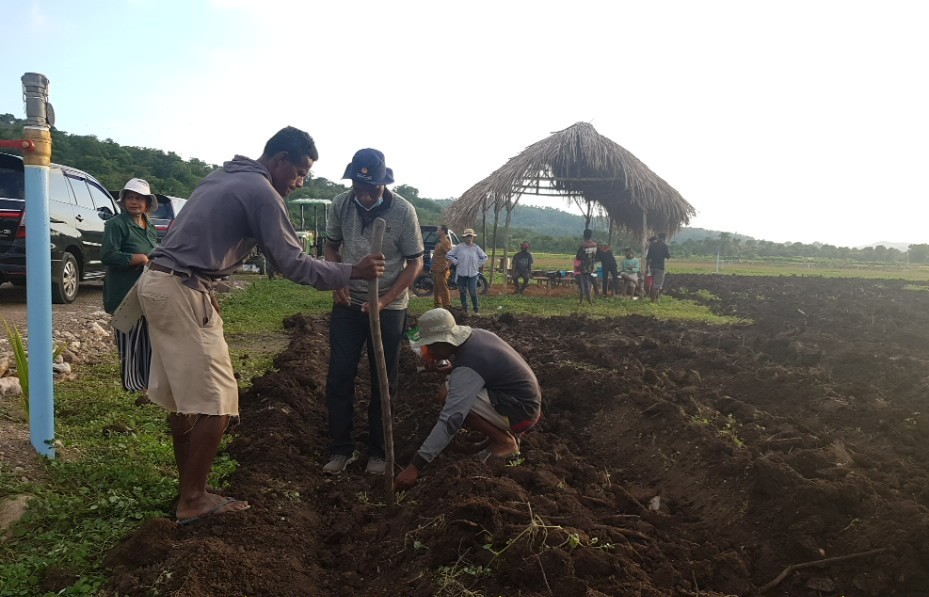 Petani menanam jagung di kawasan food estate di Kabupaten Belu, Nusa Tenggara Timur.