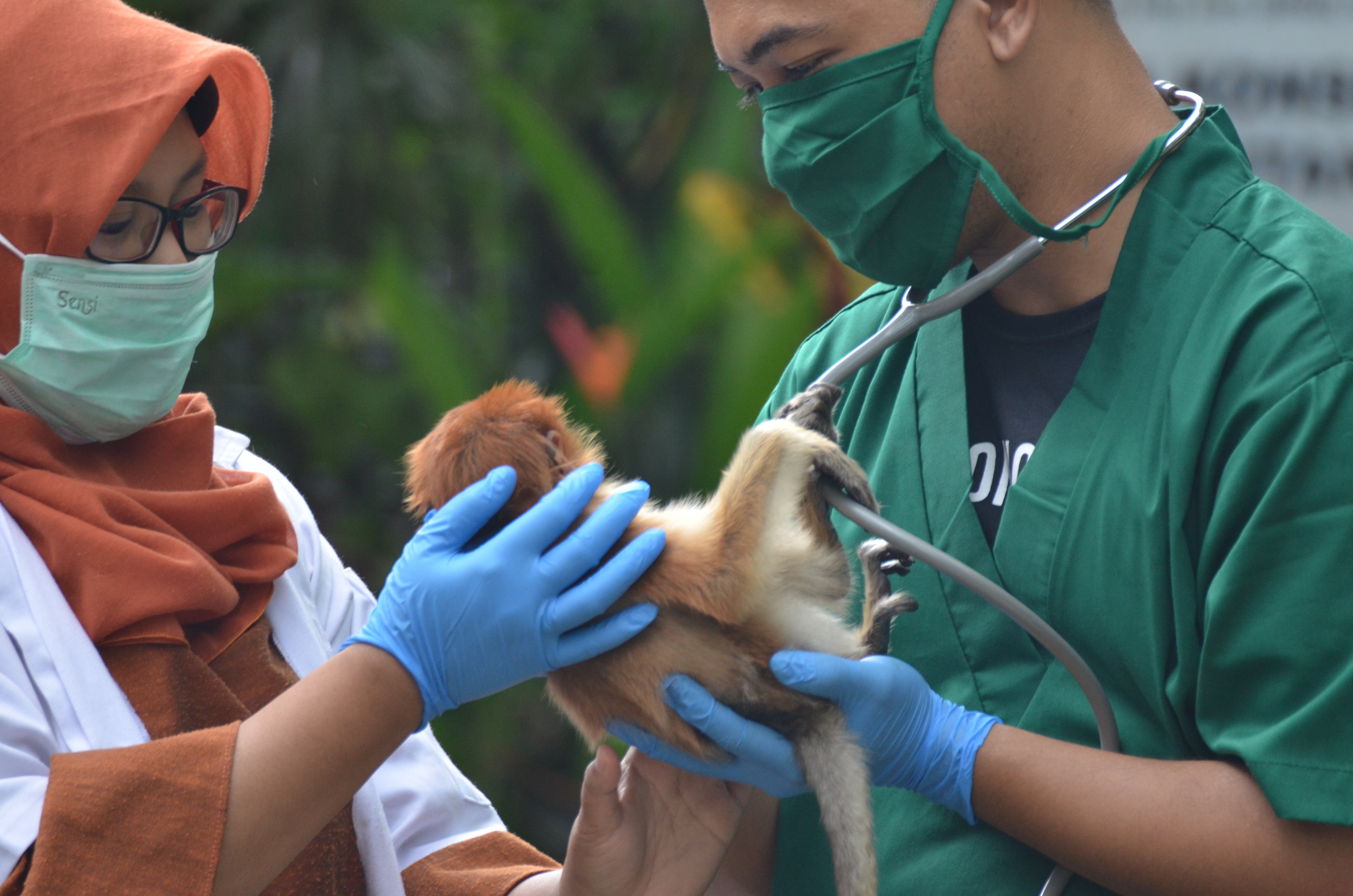 Penyelamatan bekantan di Kalsel.