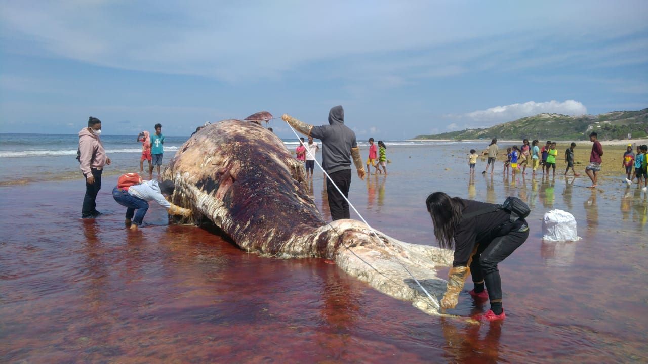 Bangkai Paus Sperma Terdampar di Sabu Raijua