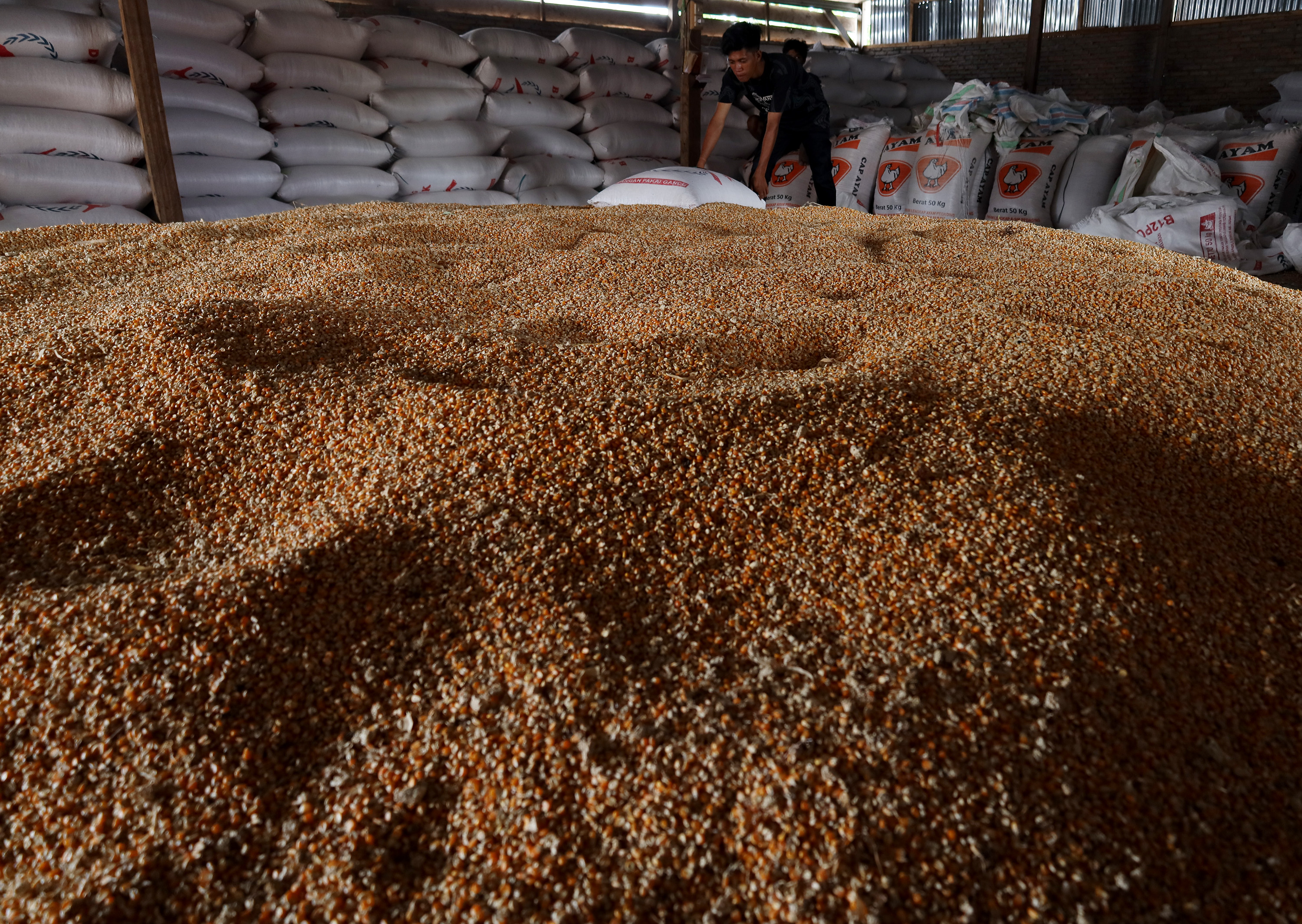  Pekerja mengumpulkan jagung kering di area penggilingan jagung Desa Belang - Belang, Mamuju, Sulawesi Barat, Sabtu (12/3/2020)