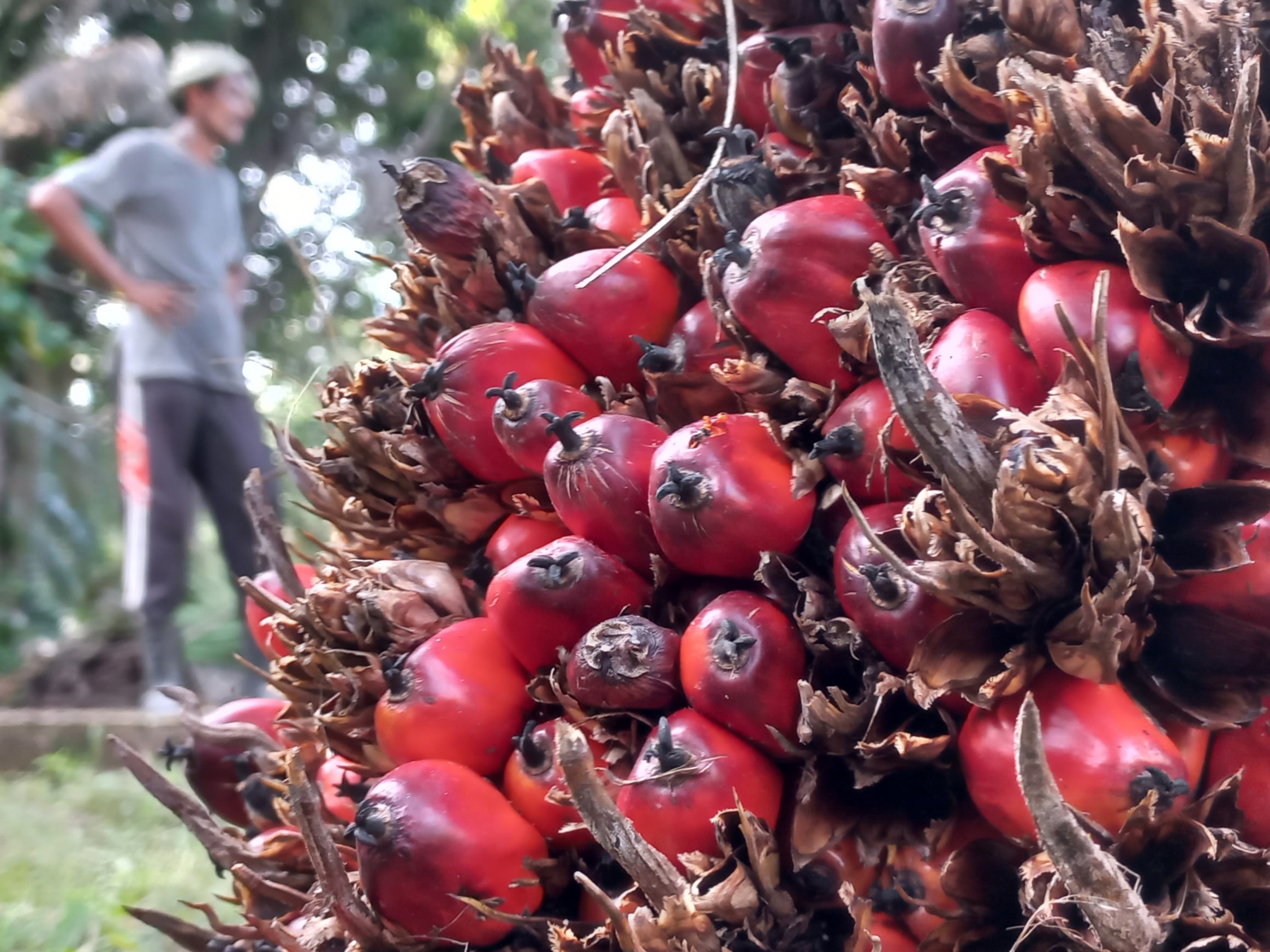 Pekerja sedang beraktivitas membersihkan tansman sawit di kompleks Sekolah Sukma Bangsa, Pidie, Aceh, beberapa waktu lalu.