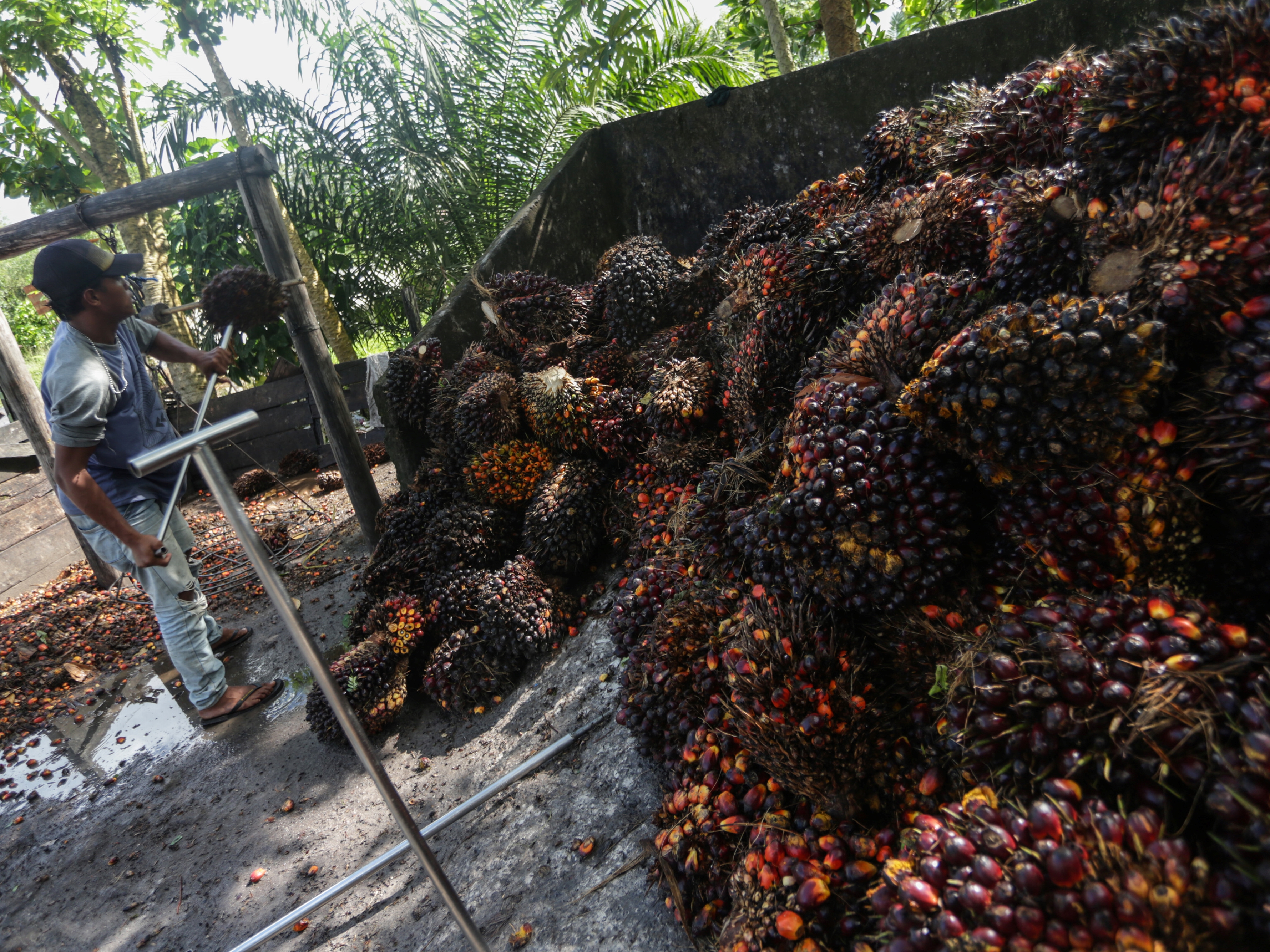 Pekerja mengumpulkan buah kelapa sawit di salah satu tempat pengepul kelapa sawit di Jalan Mahir Mahar, Palangka Raya, Kalimantan Tengah.