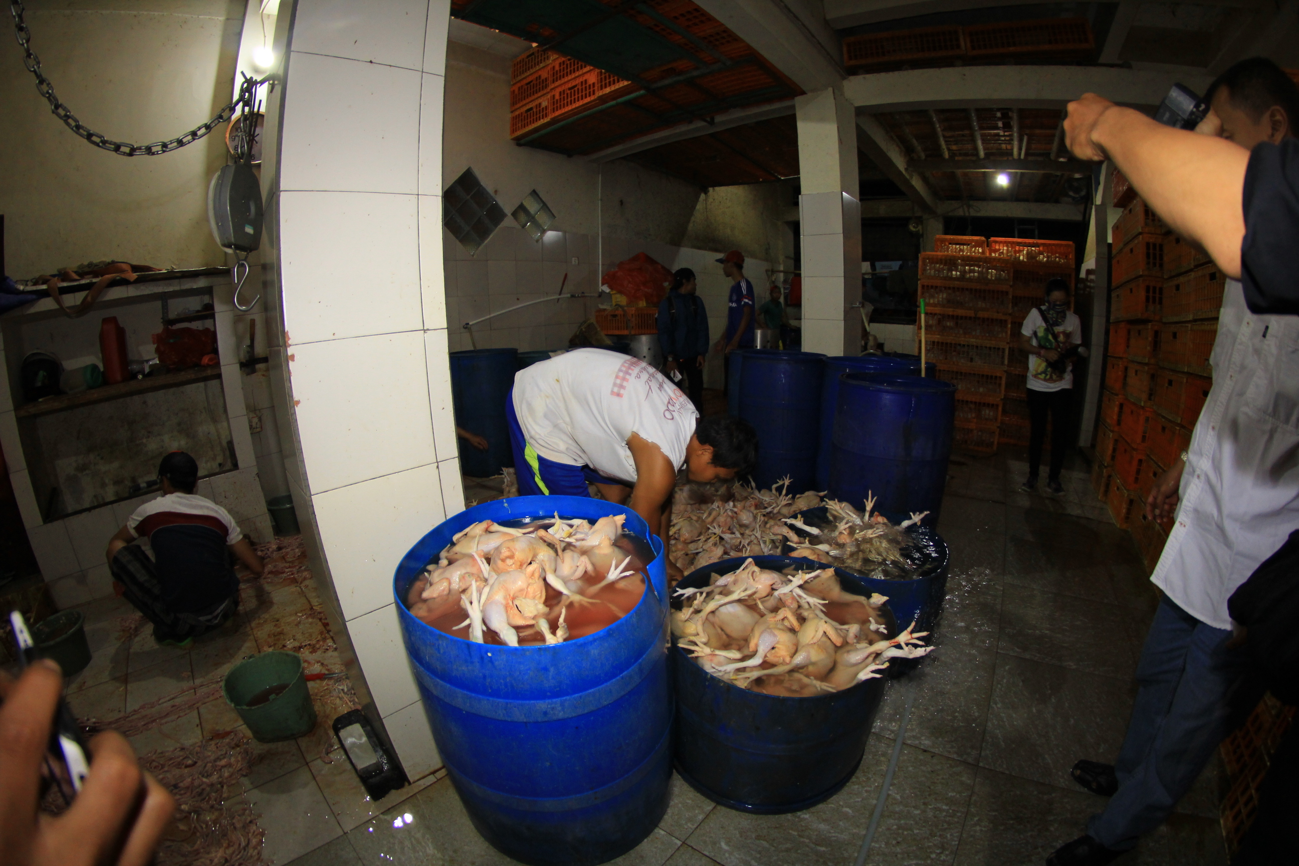 DKPPP Kota Cirebon menemukan indikasi ketidakhalanan dari pemotongan ayam yang kurang sempurna, Selasa (26/4/2022)