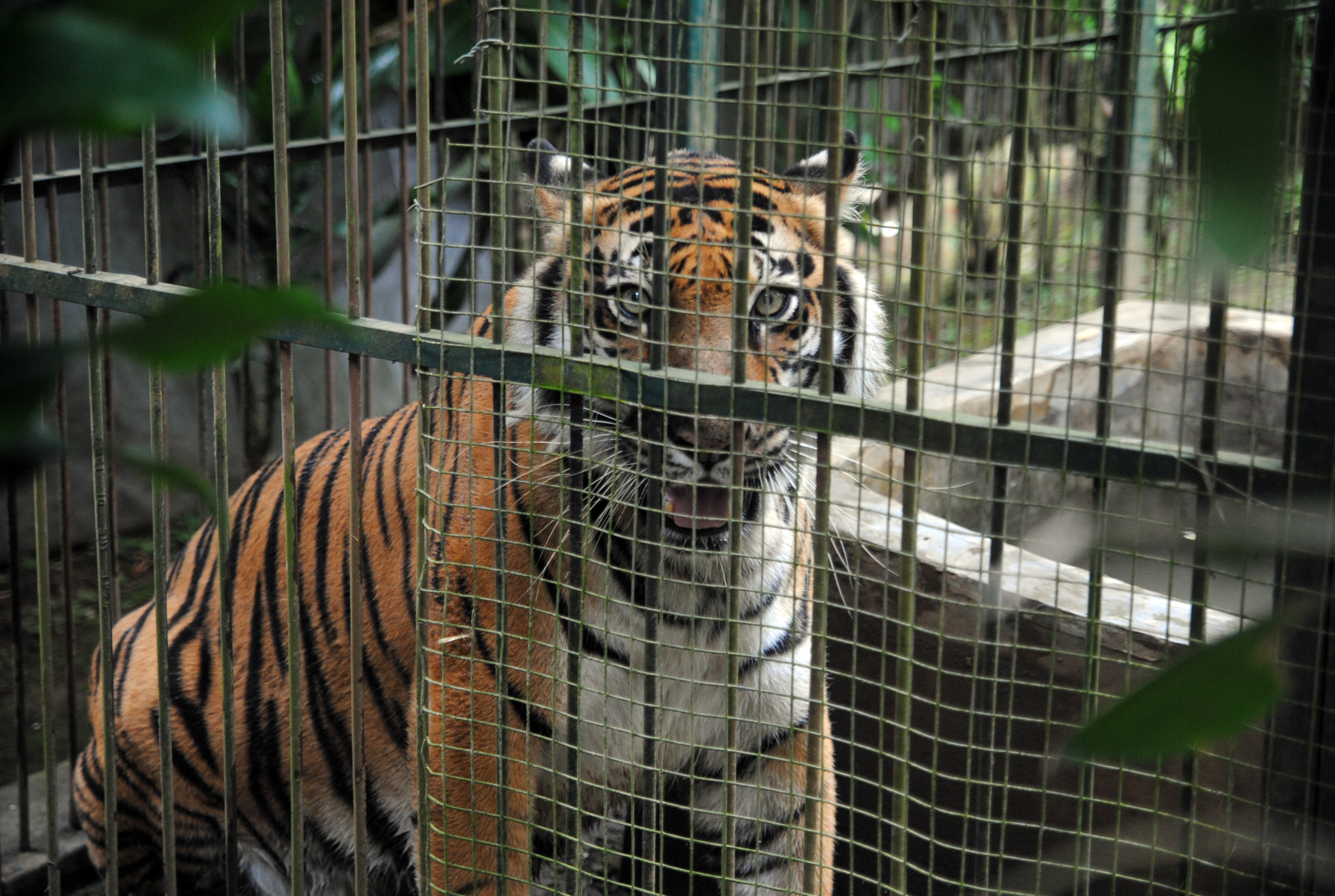 Seekor harimau Sumatera (Panthera tigris sumatrae) di Pusat Penyelamatan Satwa, ASTI, Kabupaten Bogor, Jawa Barat, Jumat (4/3/2022).