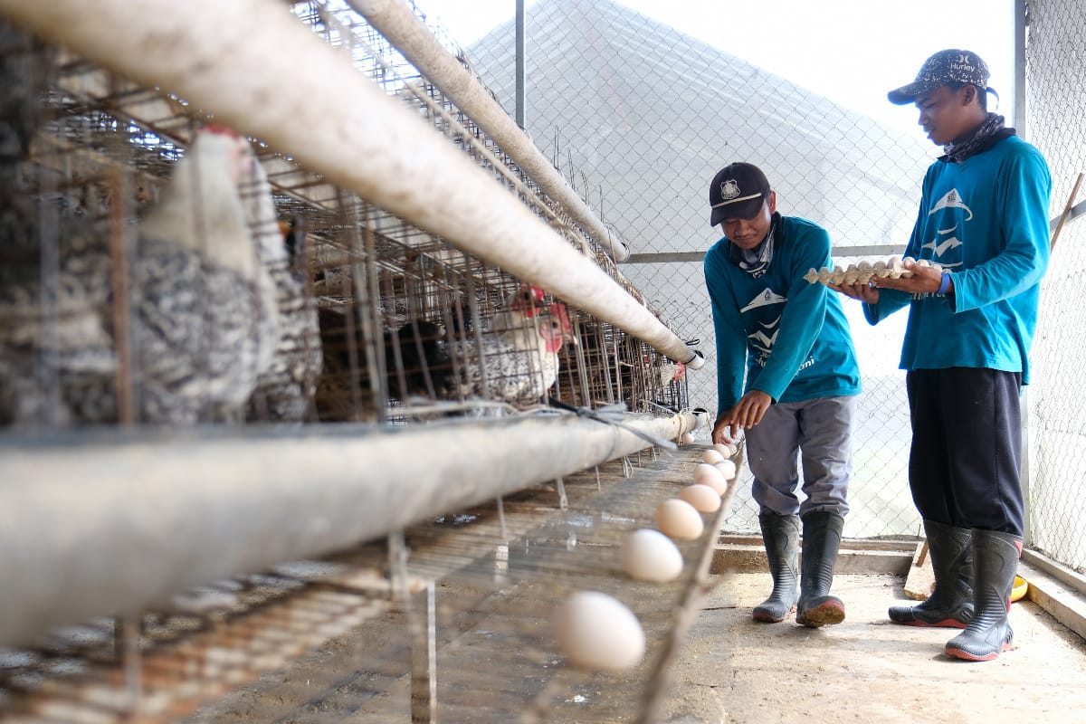 Peternakan ayam merupakan salah satu program yang mendapat dukungan Semen Gresik