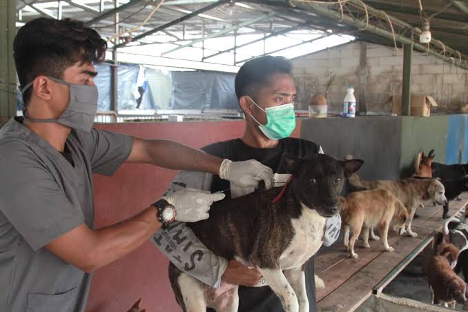 Petugas di Pejaten Shelter sedang merawat hewan yang ditampung 