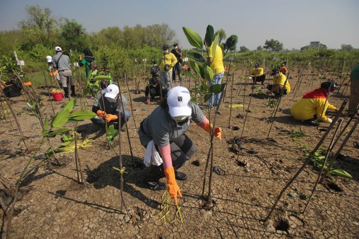 Warga menanam tanaman mangrove di kawasan Wonorejo, Surabaya, Jawa Timur, Rabu (21/4/2021). Mangrove adalah tanaman penyerap karbon alami.