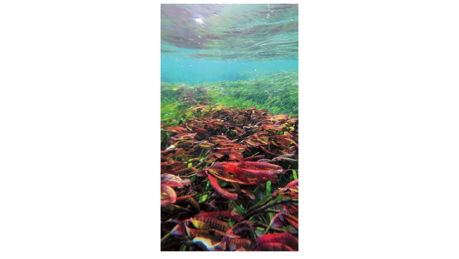 Hamparan padang lamun Thalassodendron cilliatum dan Thalassia hemprichii.