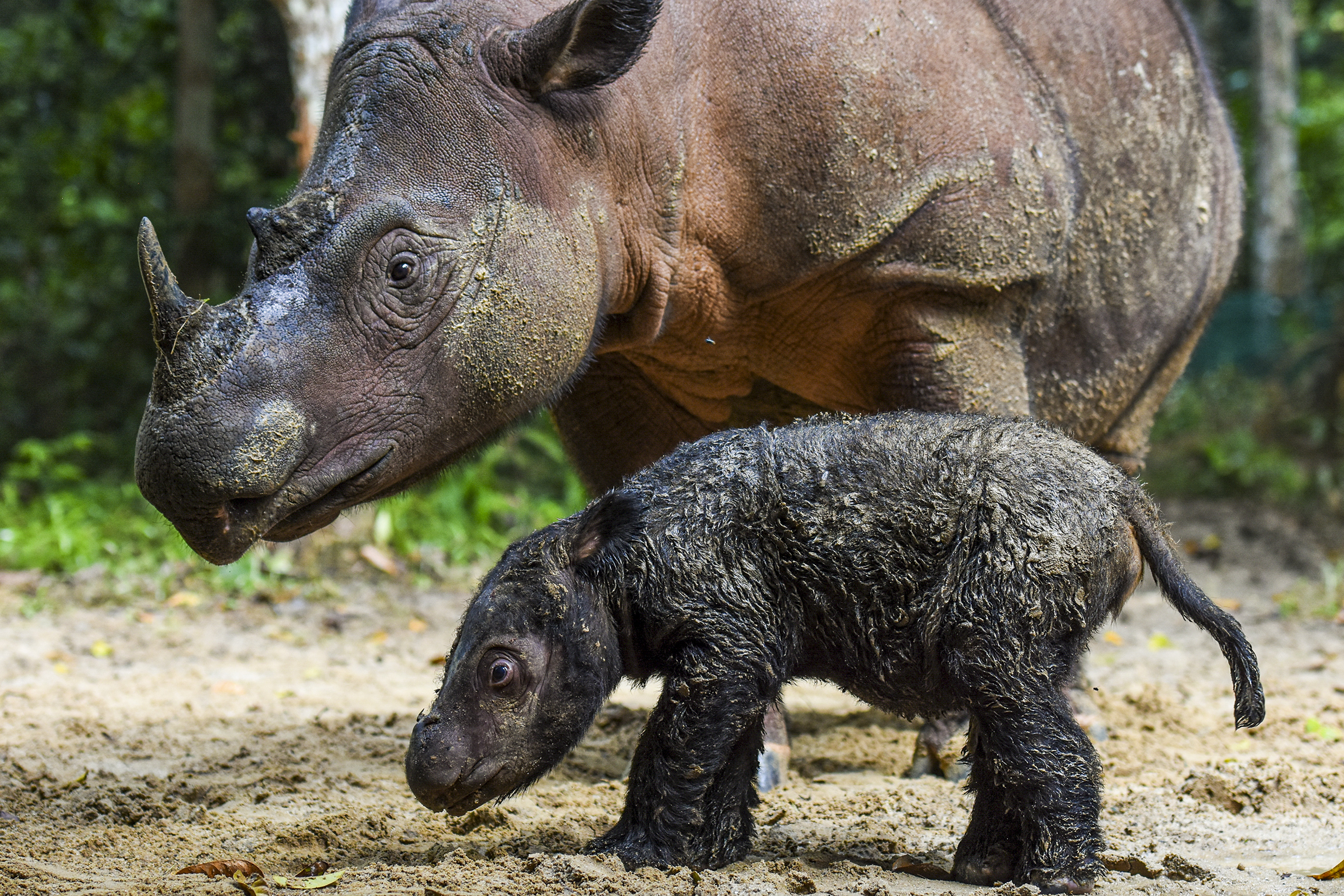  Rosa, seekor induk badak Sumatera (Dicerorhinus sumatrensis) menemani anaknya di Suaka Rhino Sumatera, Taman Nasional Way Kambas, Lampung.