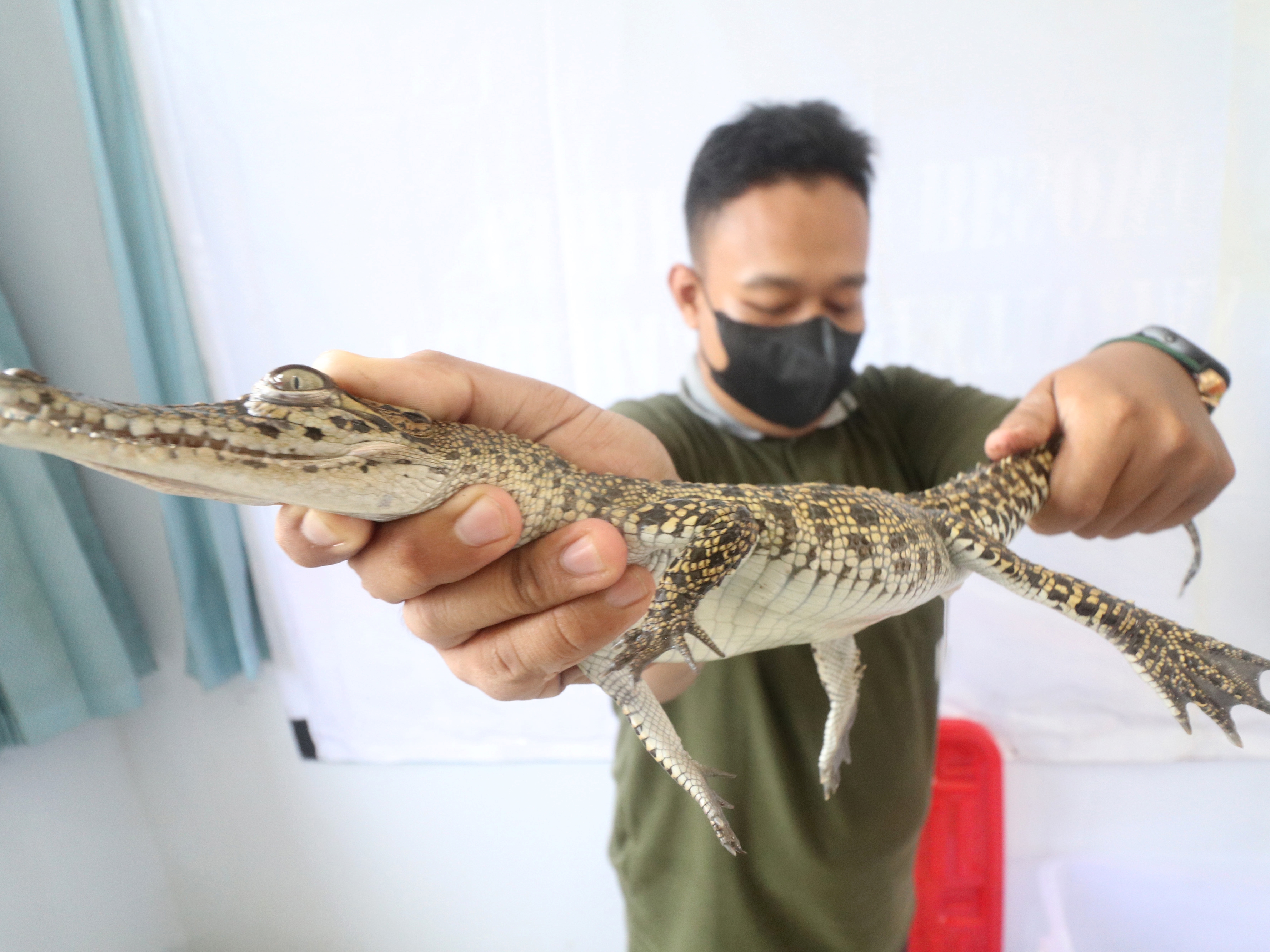Ilustrasi buaya sepanjang 50 cm.