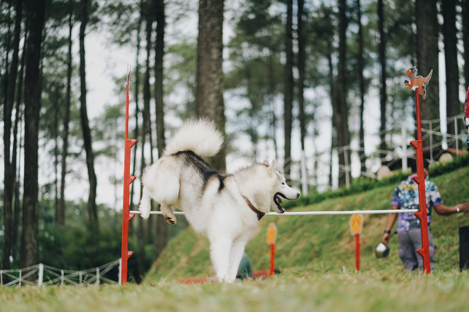 Orchid Forest Cikole