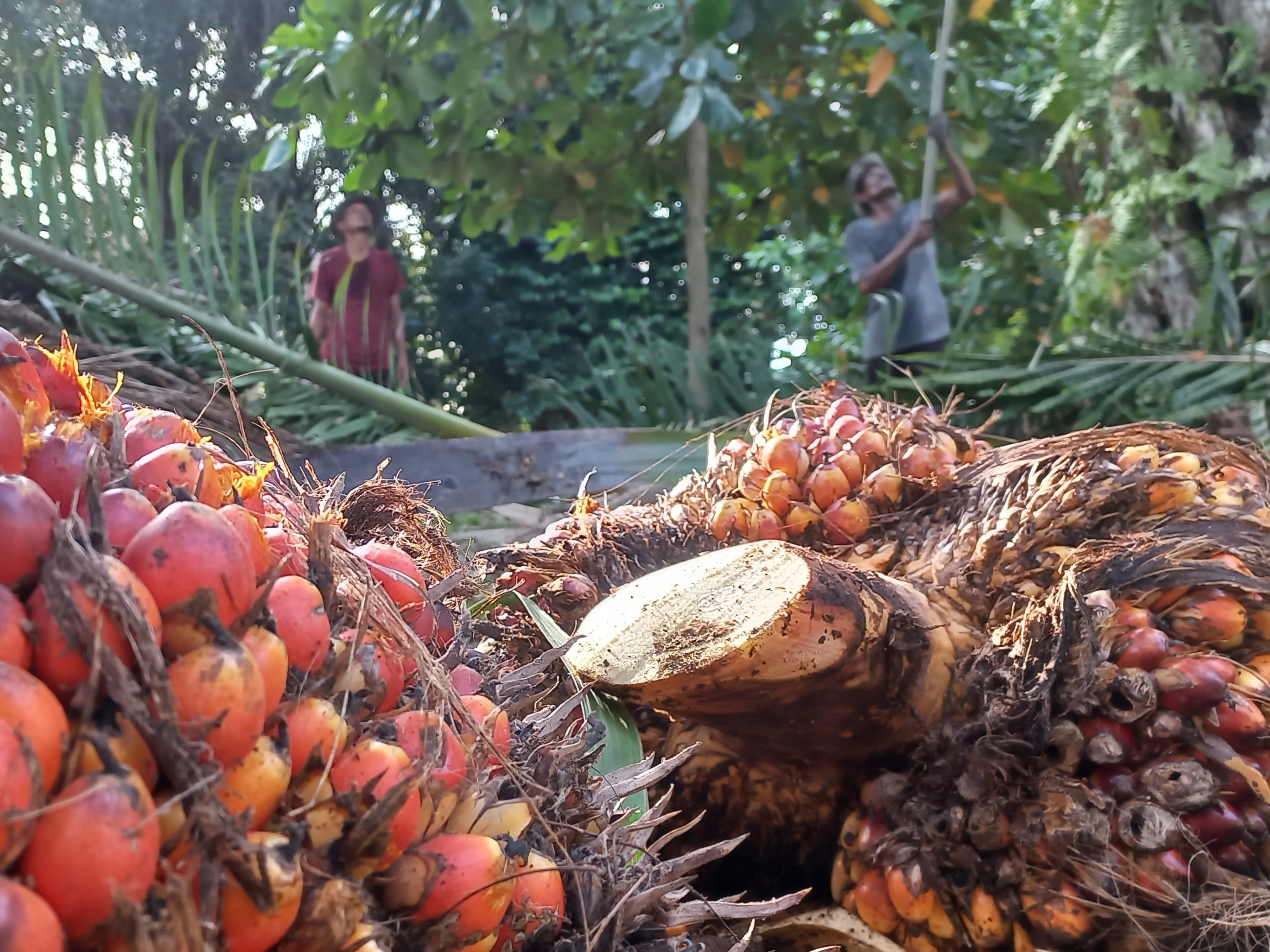 Pekerja sedang beraktivitas membersihkan tansman sawit di kompleks Sekolah Sukma Bangsa, Pidie, Aceh, beberapa waktu lalu.