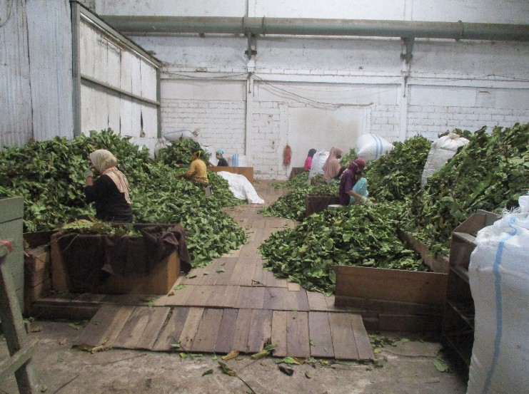 Proses pengemasan daun gelinggang untuk ekspor