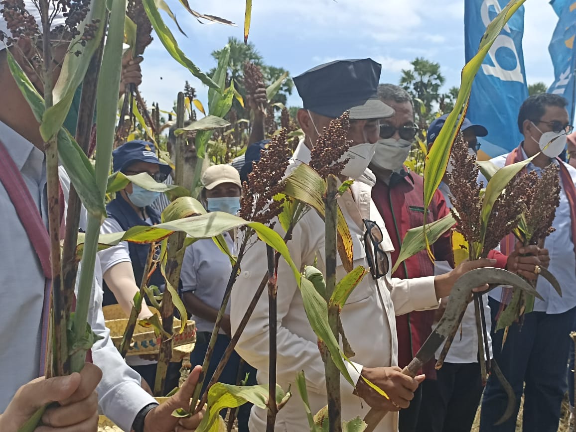 Gubernur NTT Viktor Laiskodat memanen sorgum bersama petani di Lembata