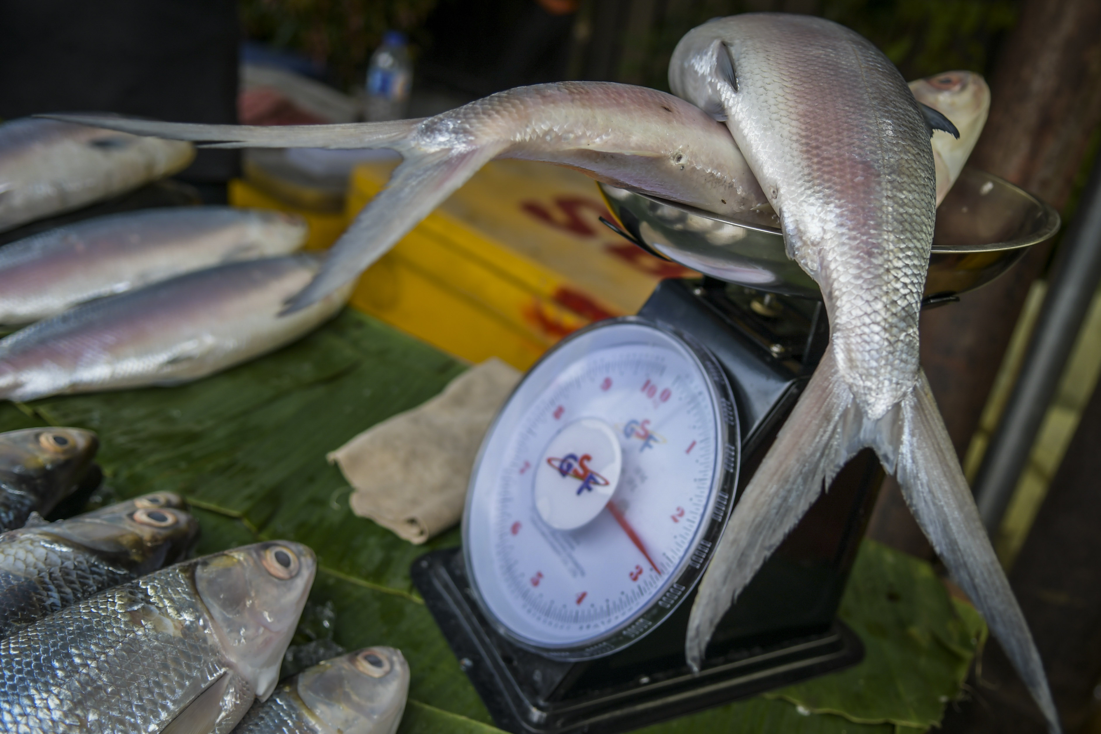 Ilustrasi pedagang menimbang ikan bandeng yang dijual di pasar.