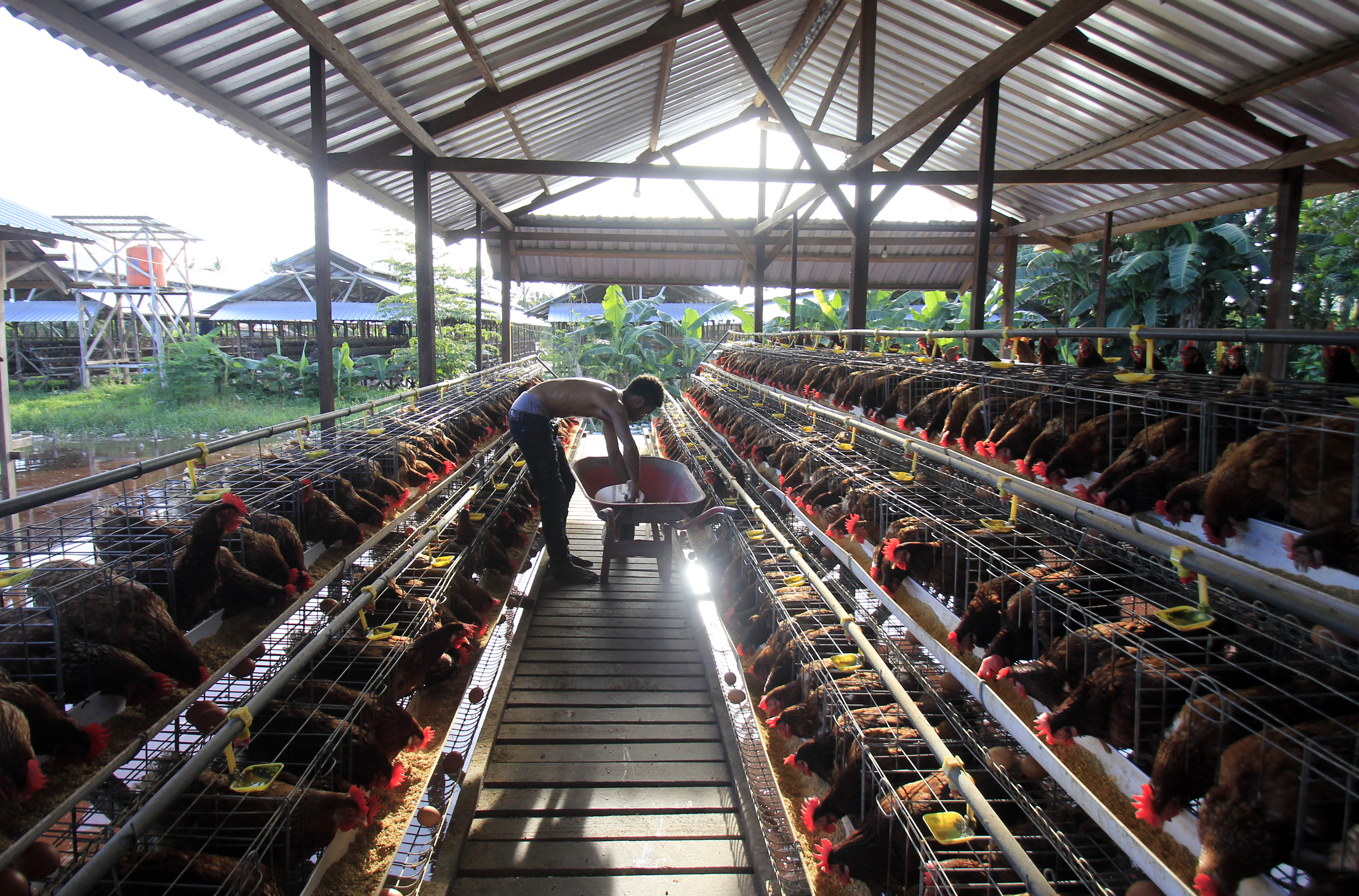 Ilustrasi. Peternak mengambil telur di peternakannya.