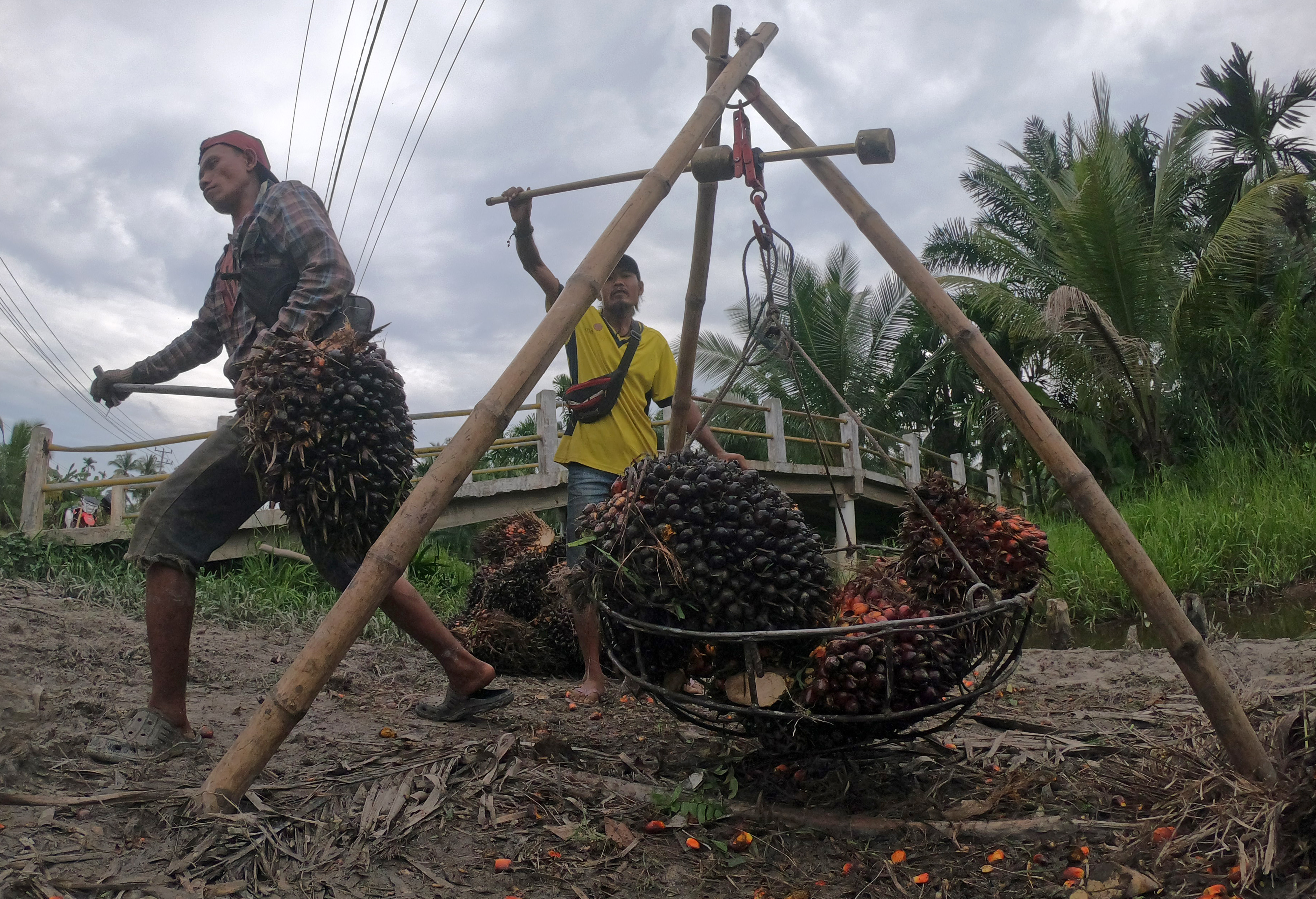 Pekrja menimbang tandan buah segar Kelapa Sawit
