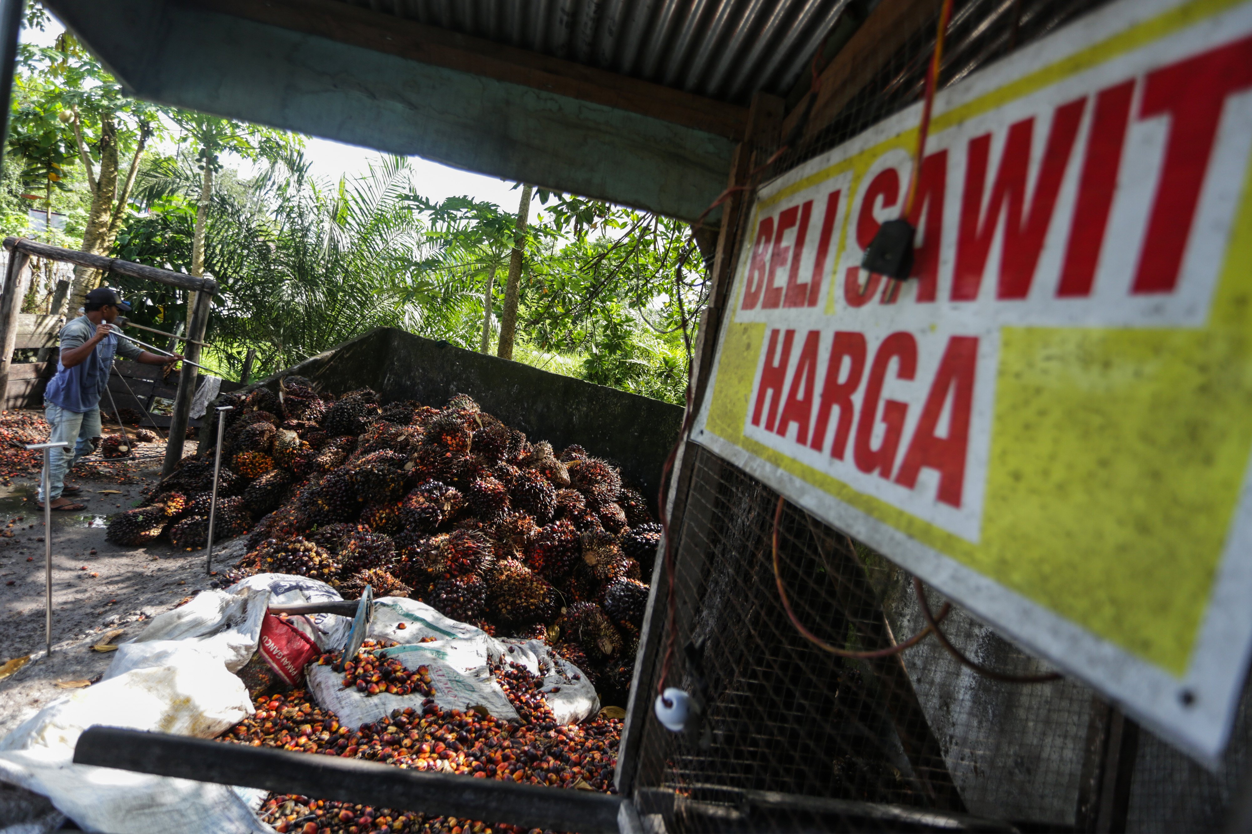 Pekerja mengumpulkan buah kelapa sawit di salah satu tempat pengepul kelapa sawit di Palangka Raya, Kalimantan Tengah,  Selasa (26/4/2022)