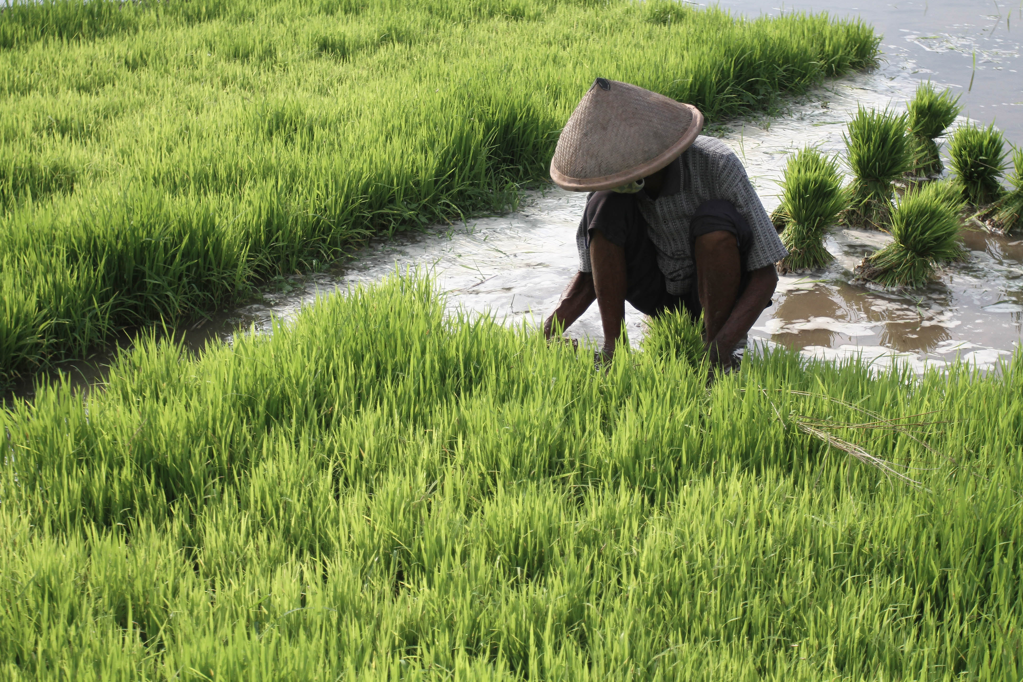 Diperlukan Kebijakan Antisipatif untuk Atasi Ancaman Krisis Pangan 