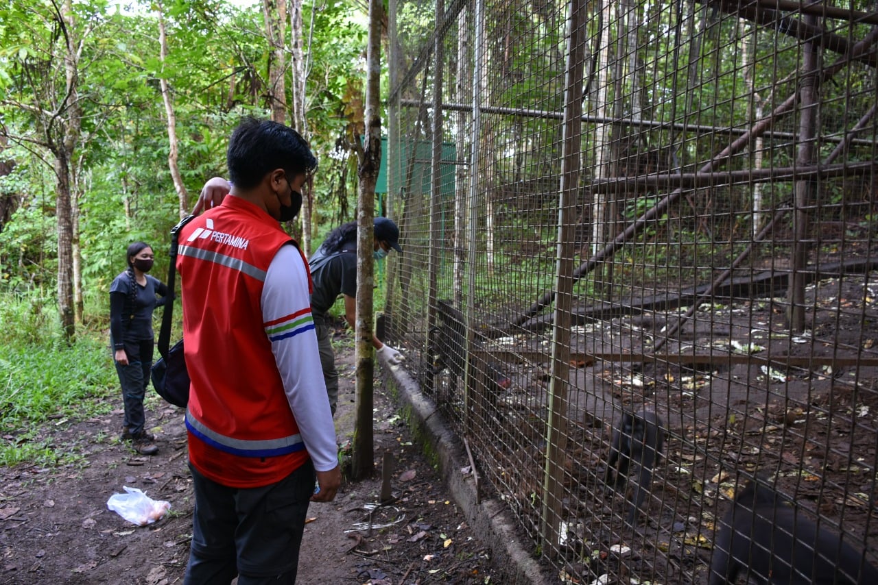 11 monyet Yaki (Macaca Nigra) menempati area pusat rehabilitasi di Tomohon, Sulawesi Utara